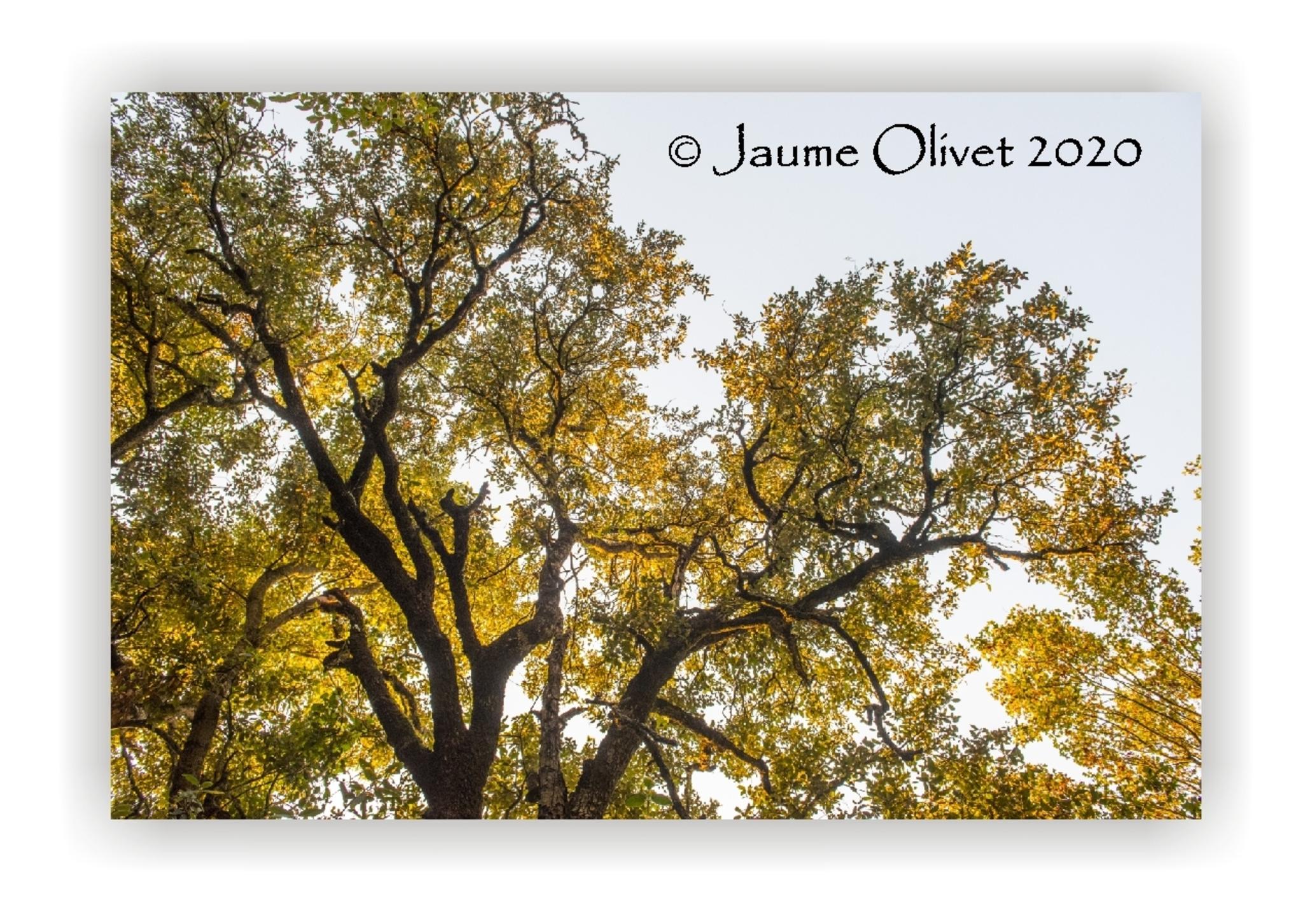  Jaume Olivet 2020