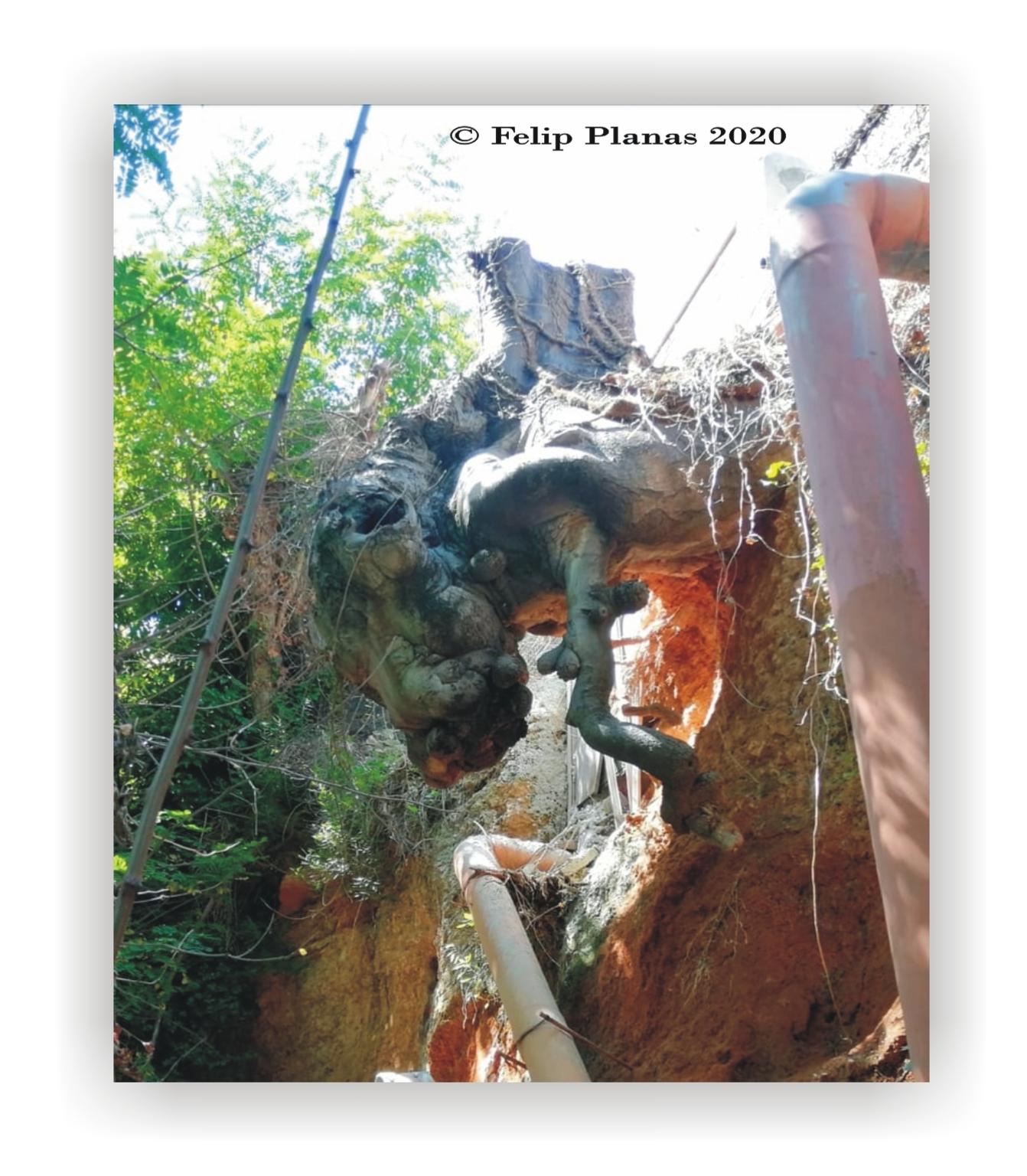  Felip Planas 2020