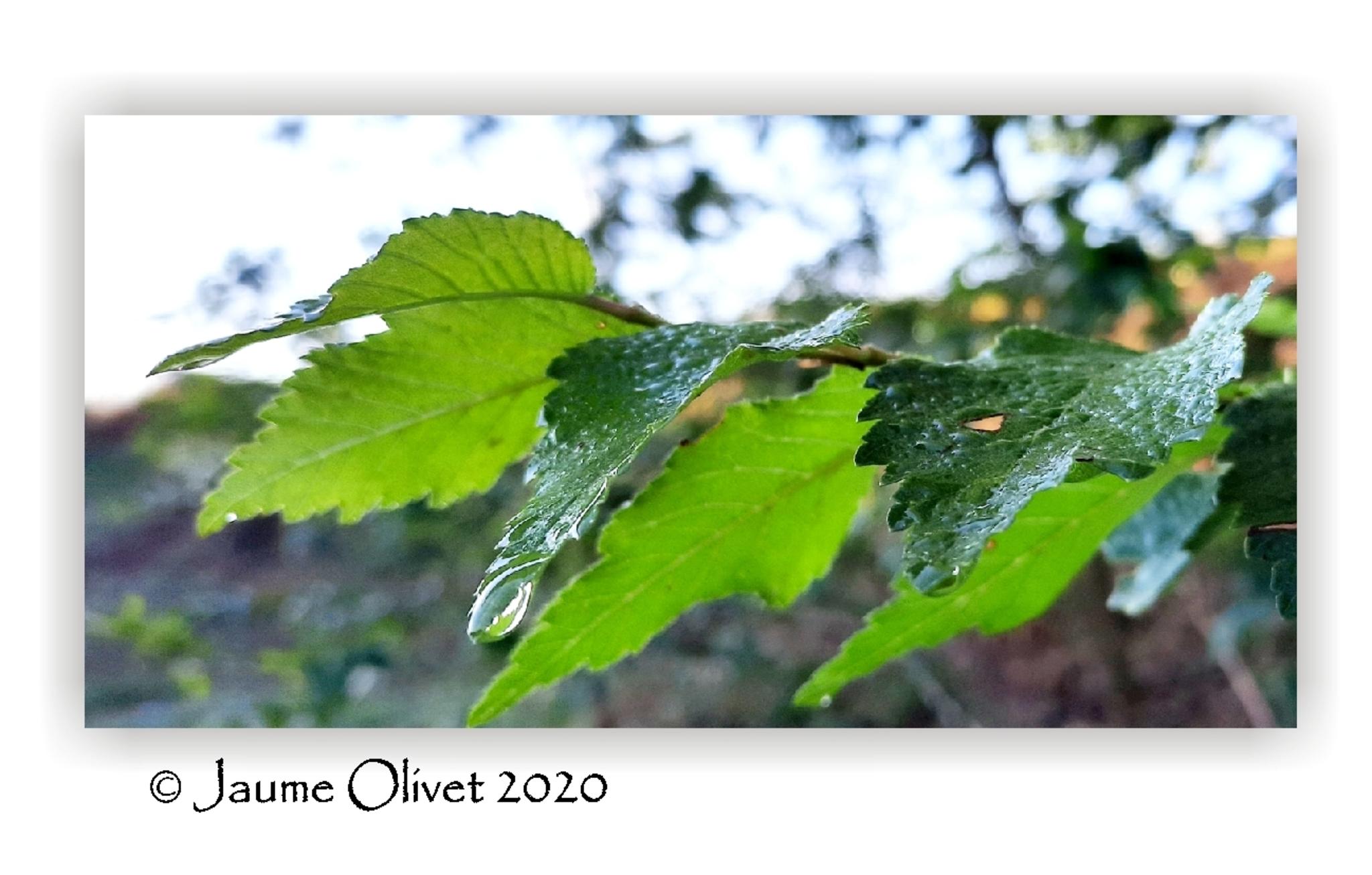  Jaume Olivet 2020