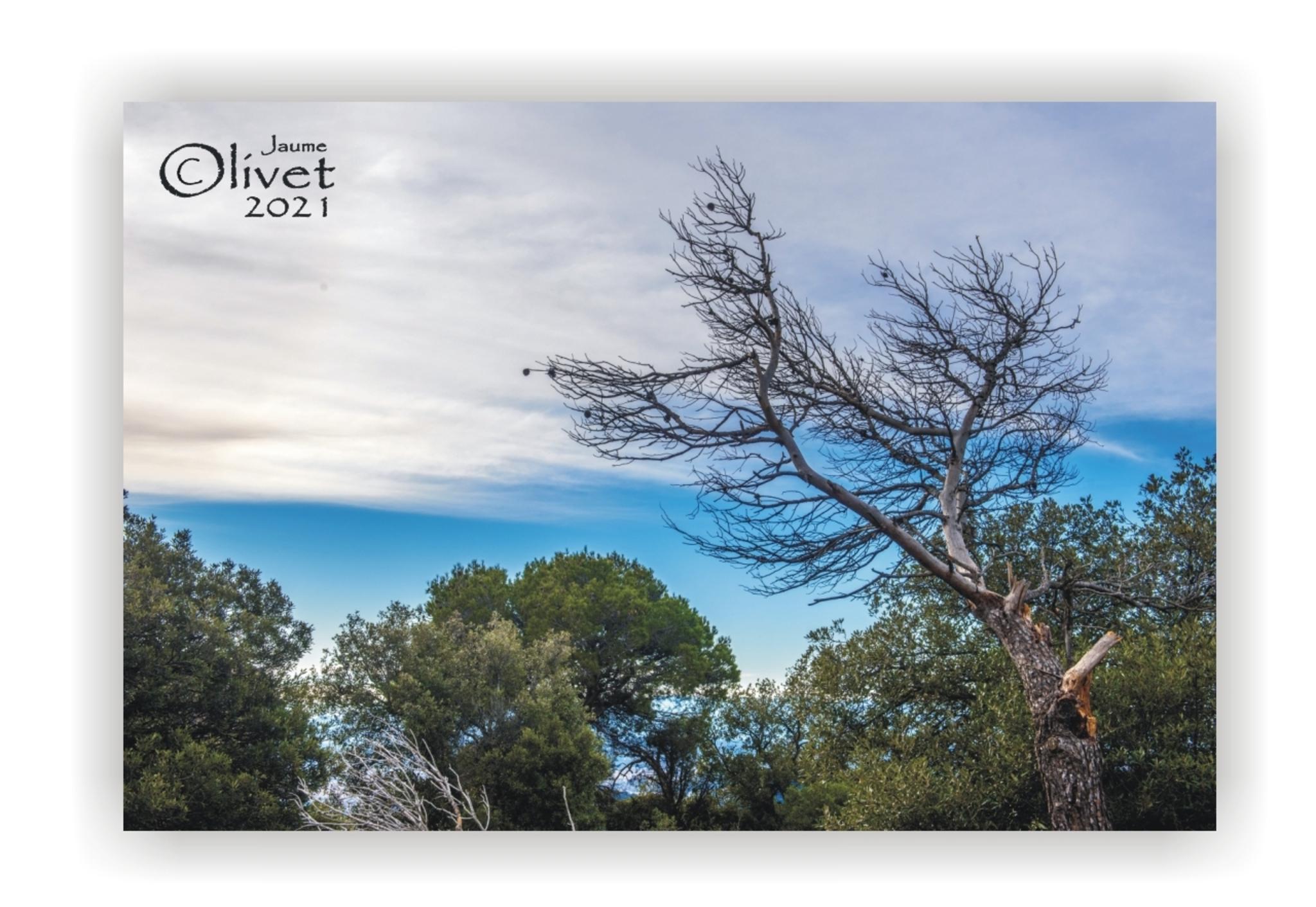  Jaume Olivet 2021
