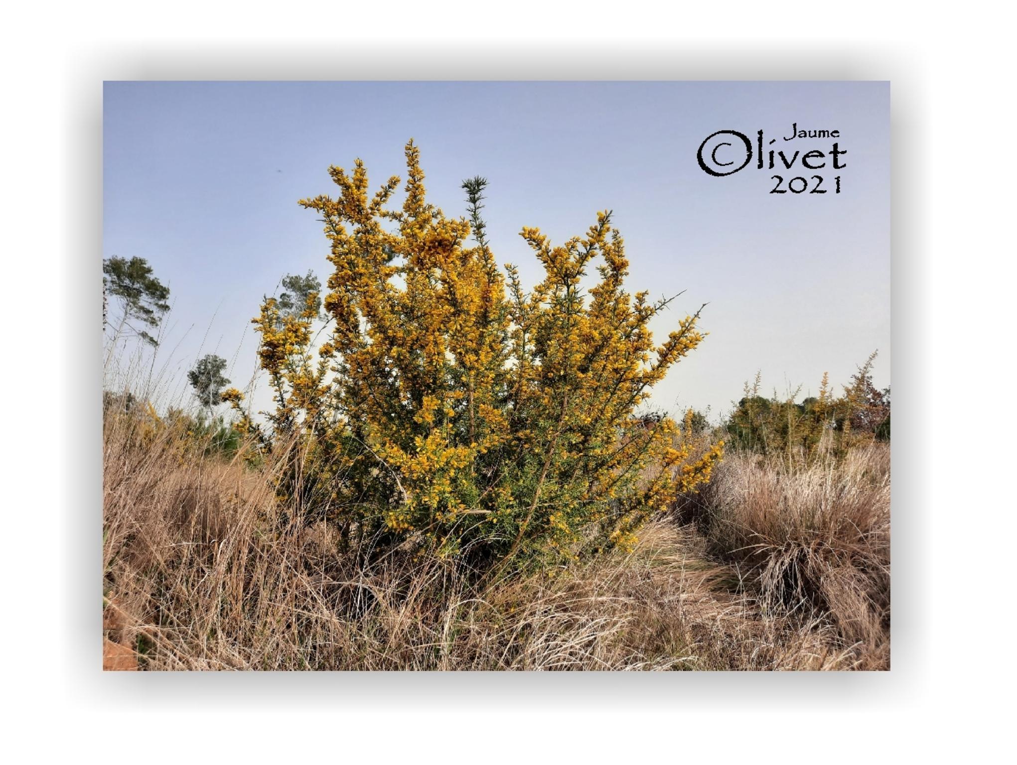  Jaume Olivet 2021