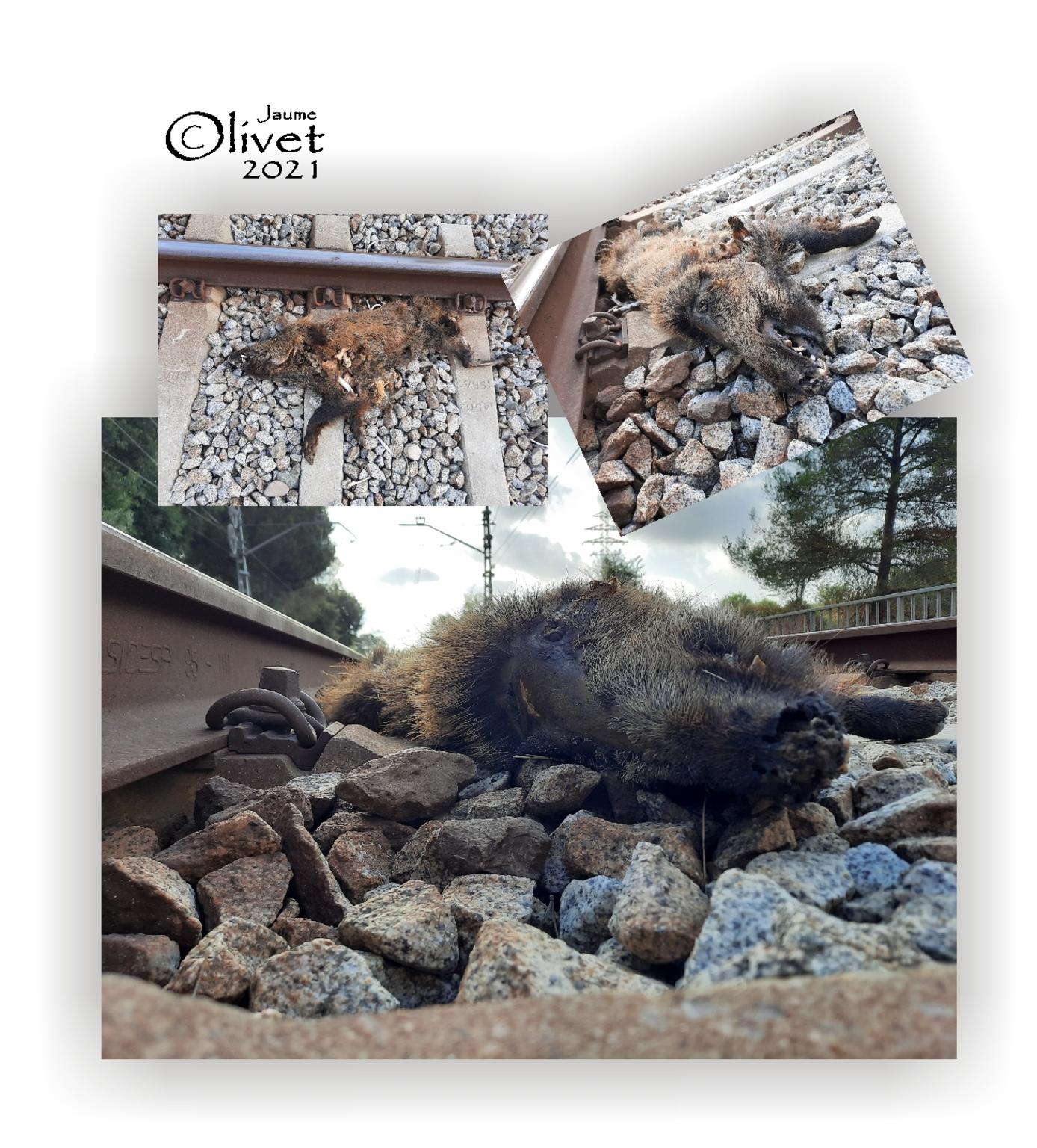  Jaume Olivet 2021