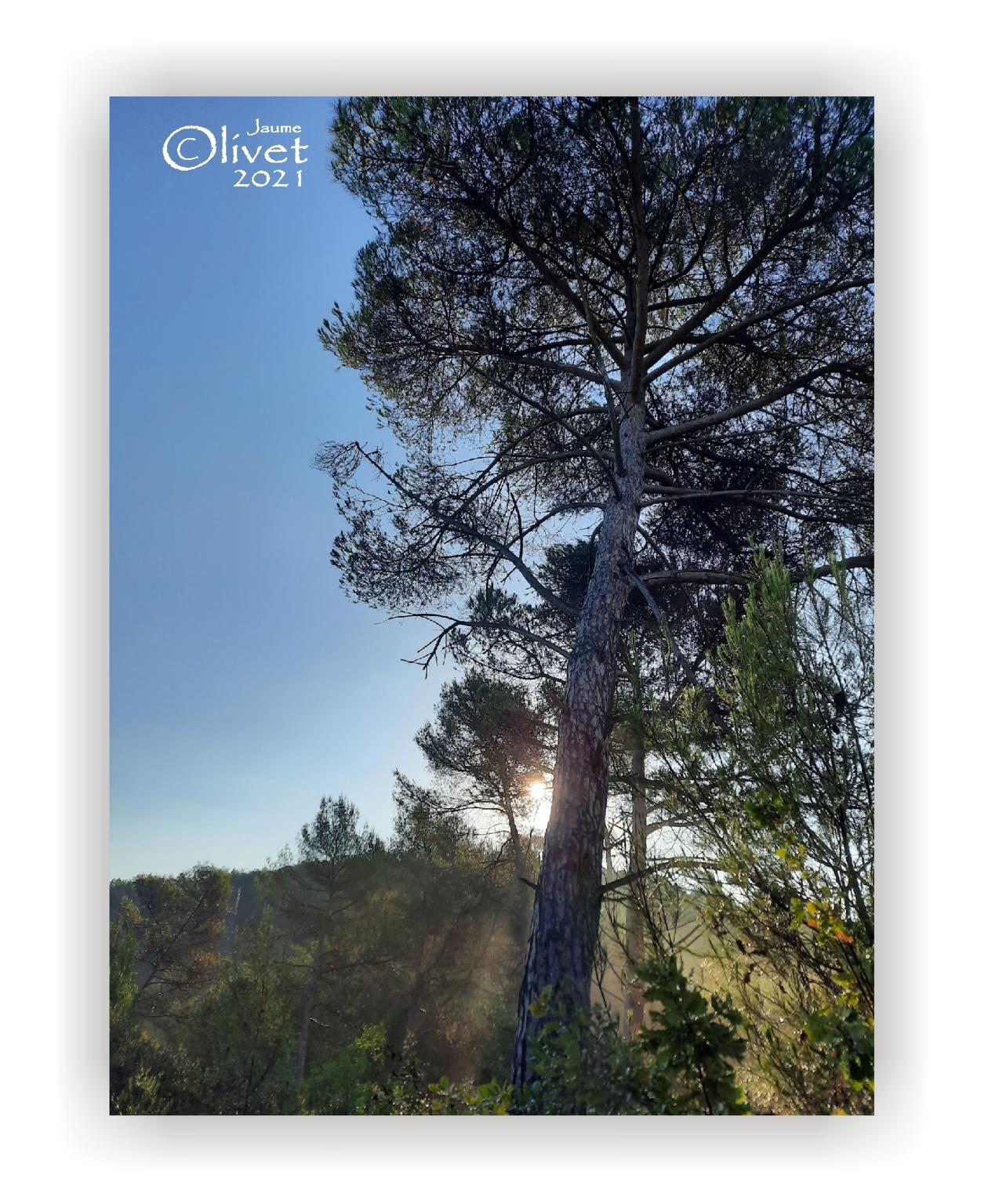  Jaume Olivet 2021