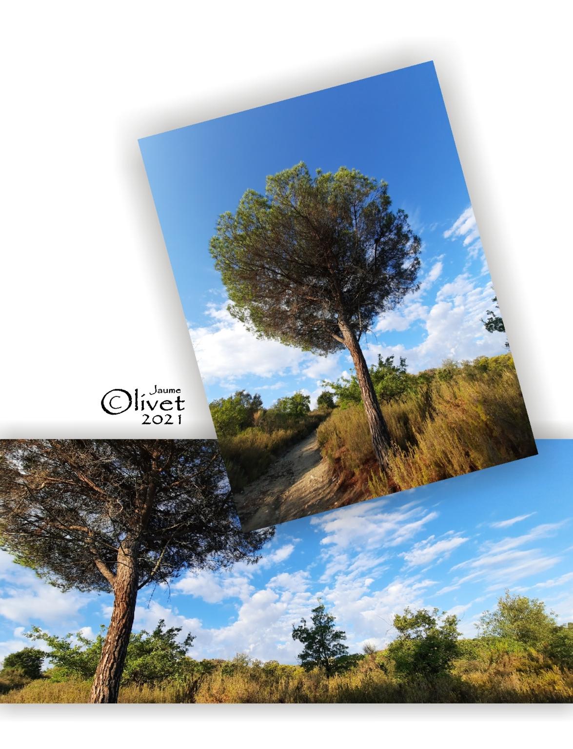  Jaume Olivet 2021