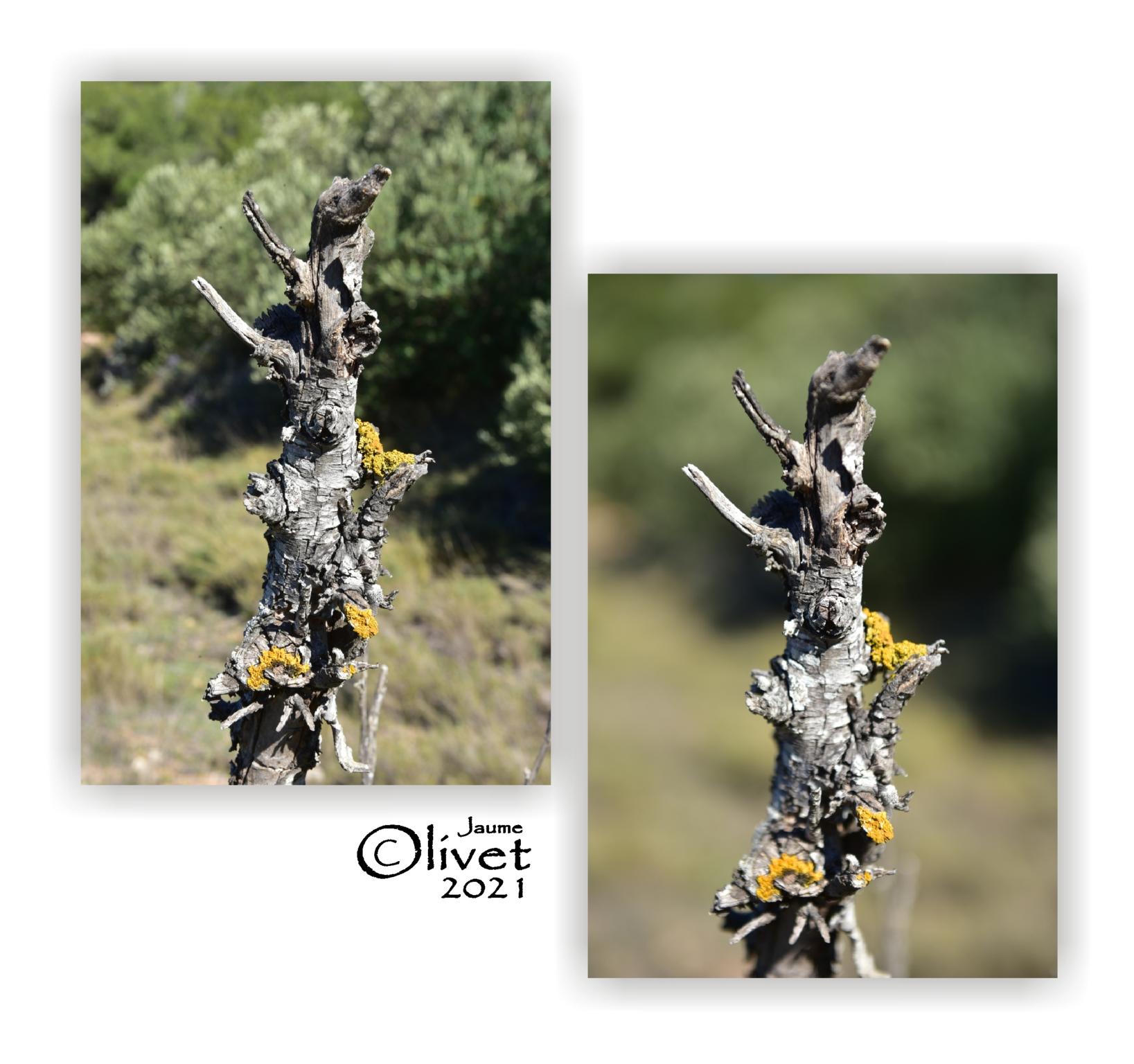  Jaume Olivet 2021