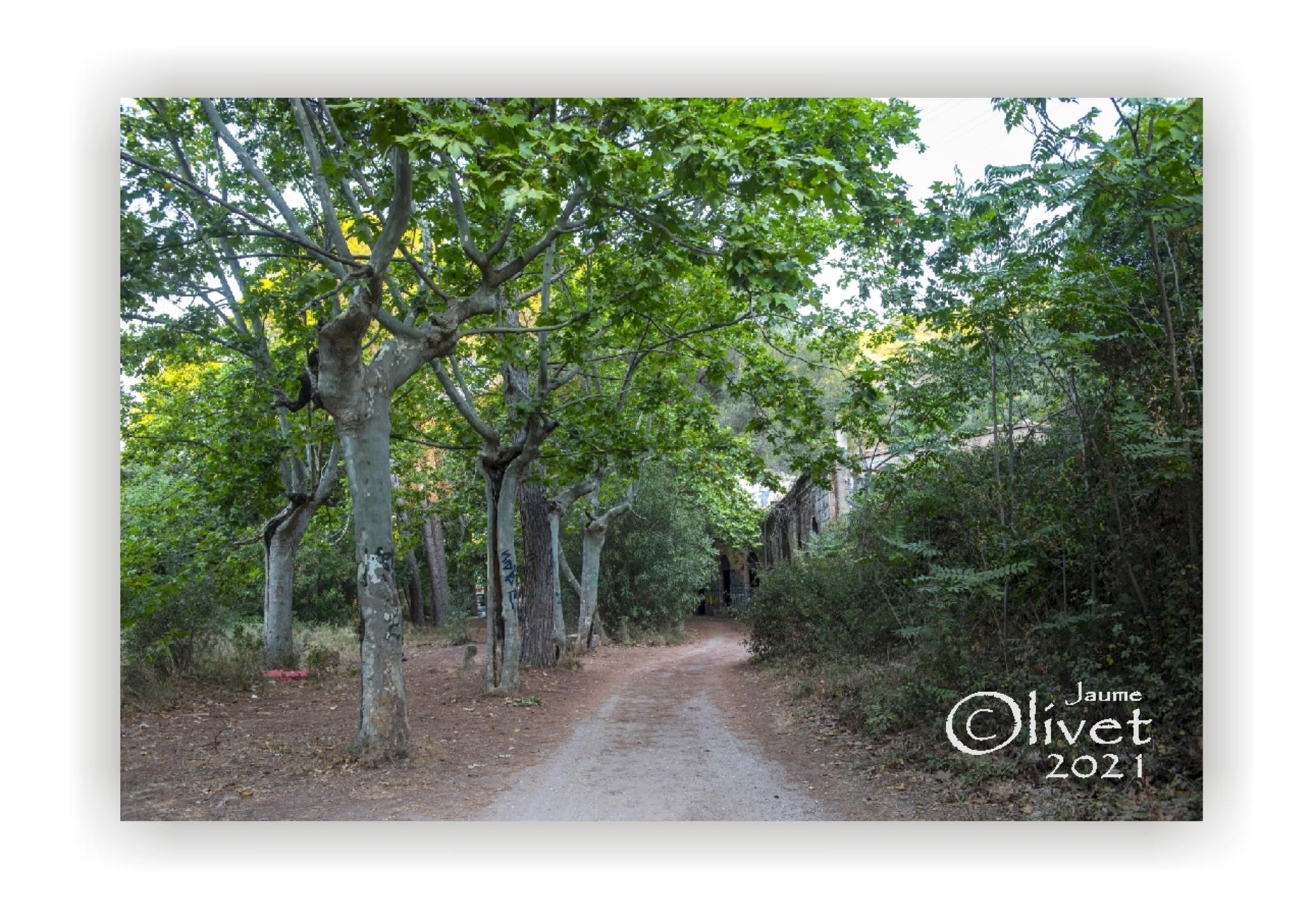  Jaume Olivet 2021