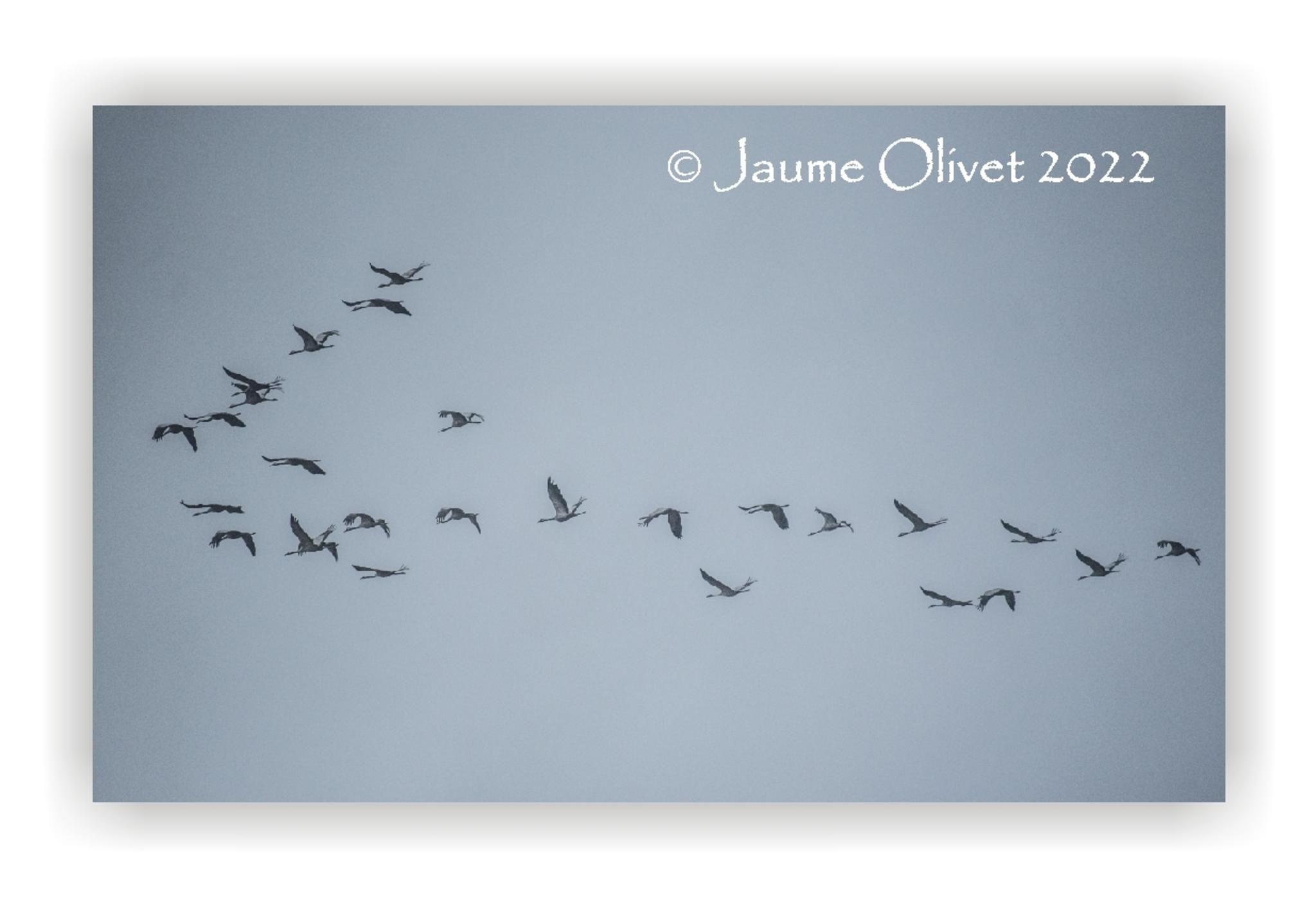  Jaume Olivet 2022