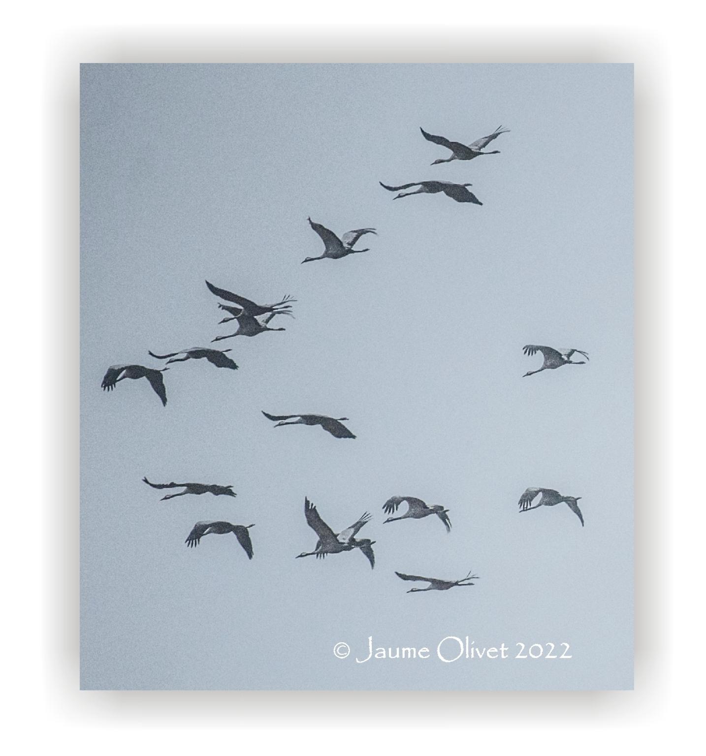  Jaume Olivet 2022