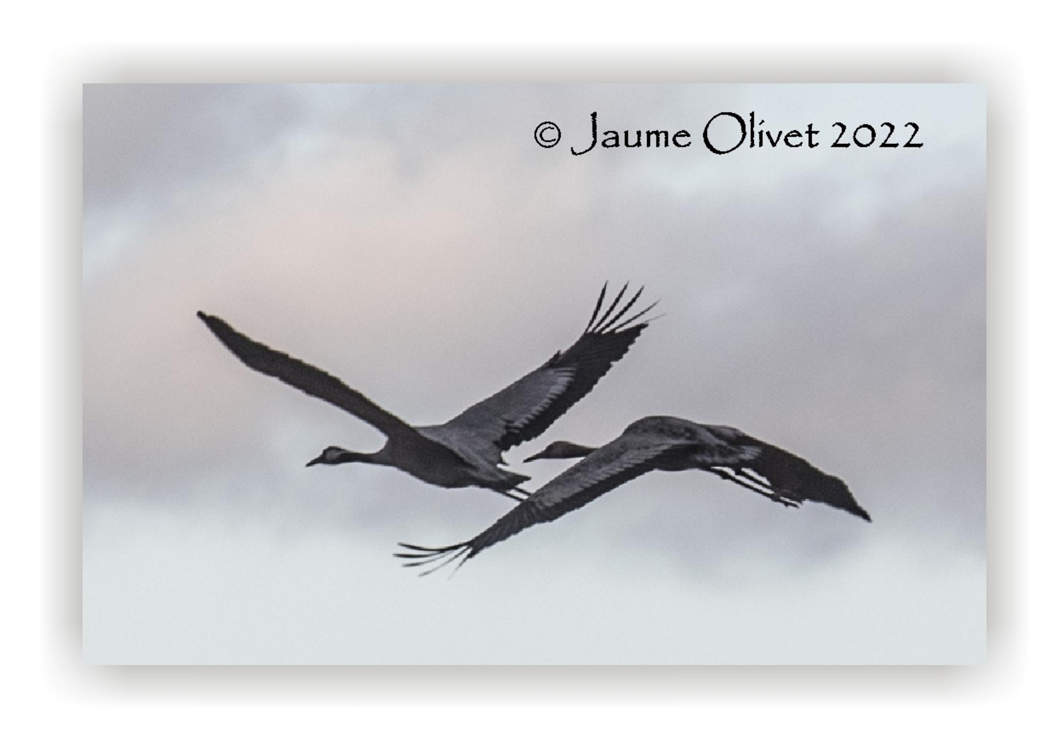  Jaume Olivet 2022