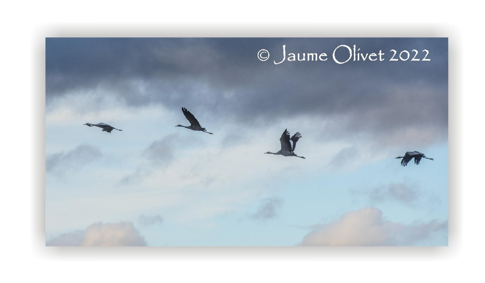  Jaume Olivet 2022