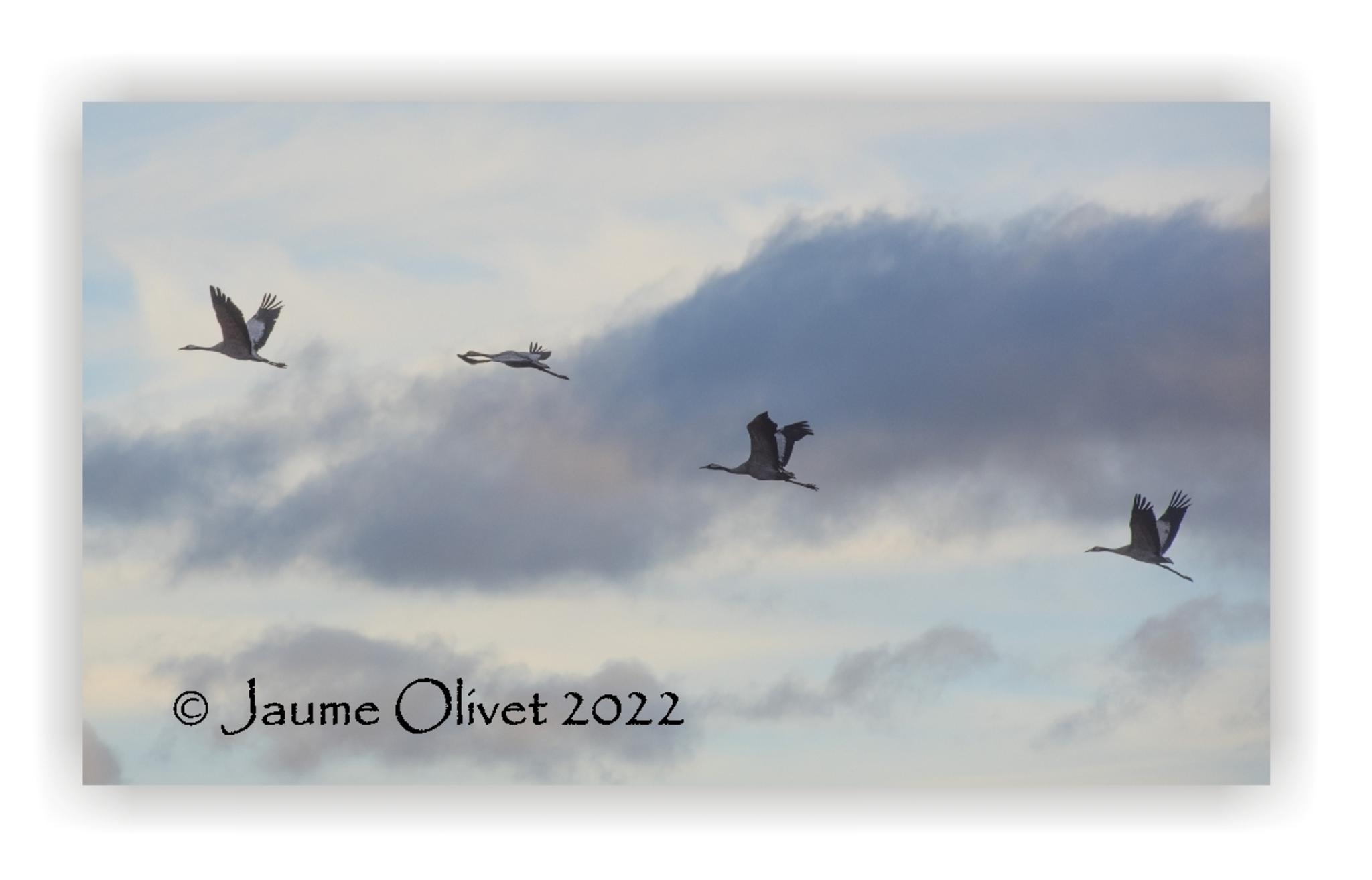  Jaume Olivet 2022