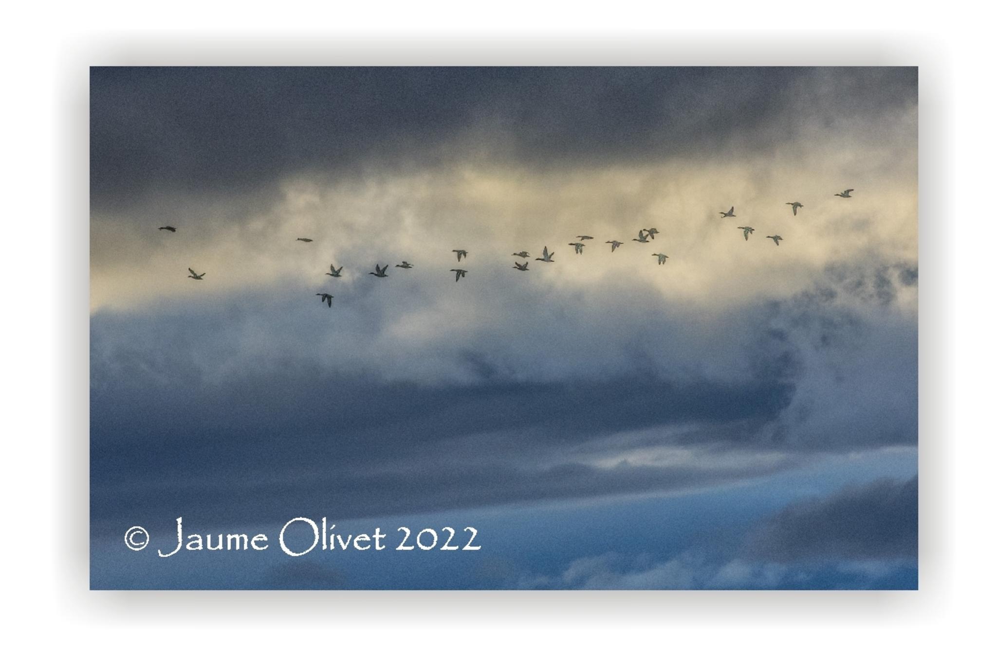  Jaume Olivet 2022