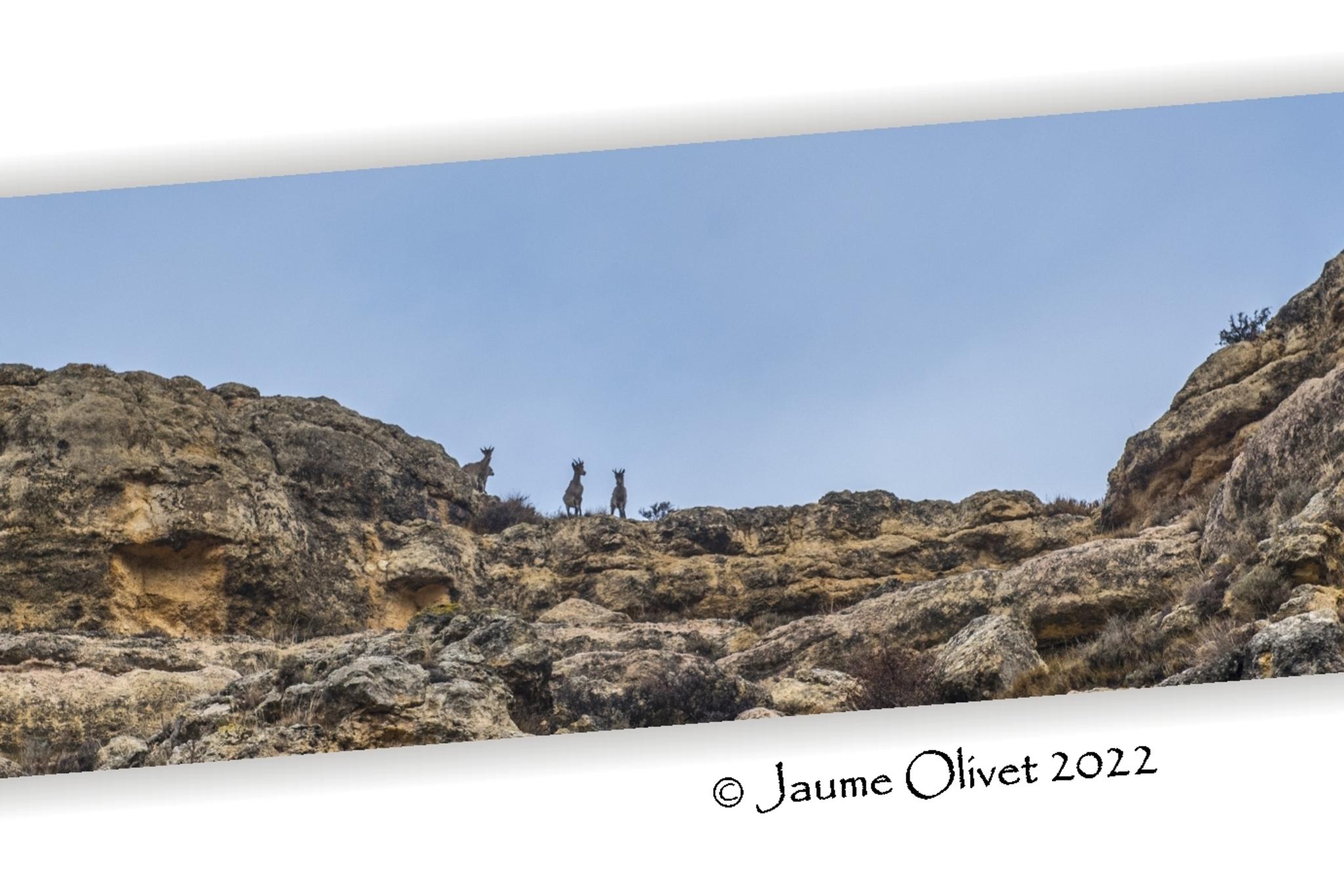  Jaume Olivet 2022