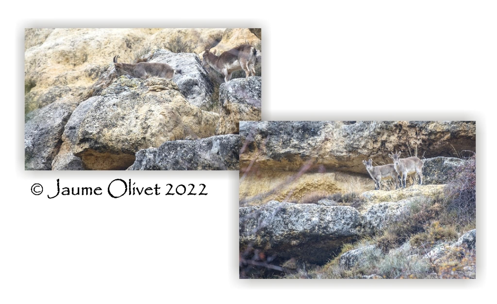  Jaume Olivet 2022