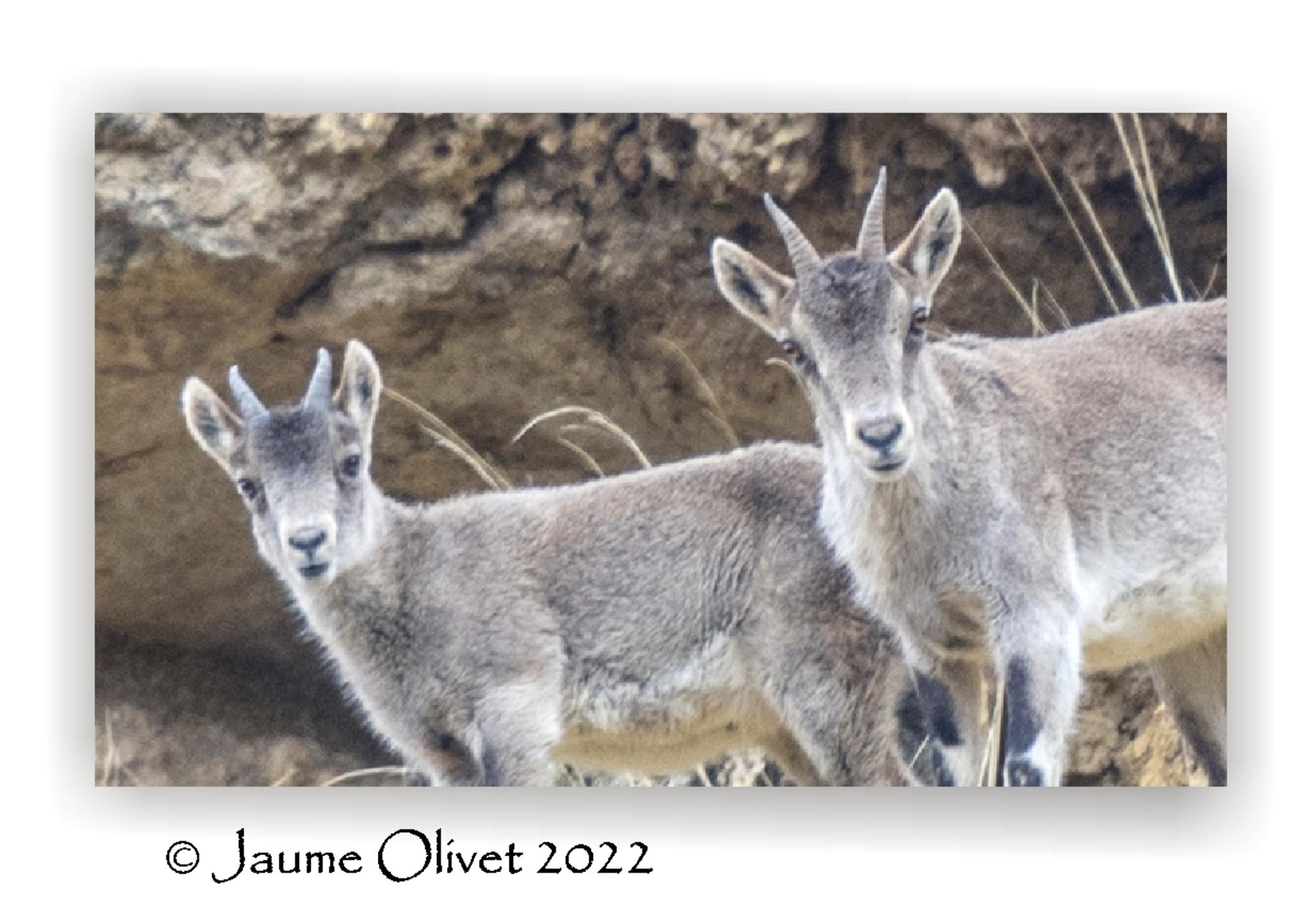  Jaume Olivet 2022
