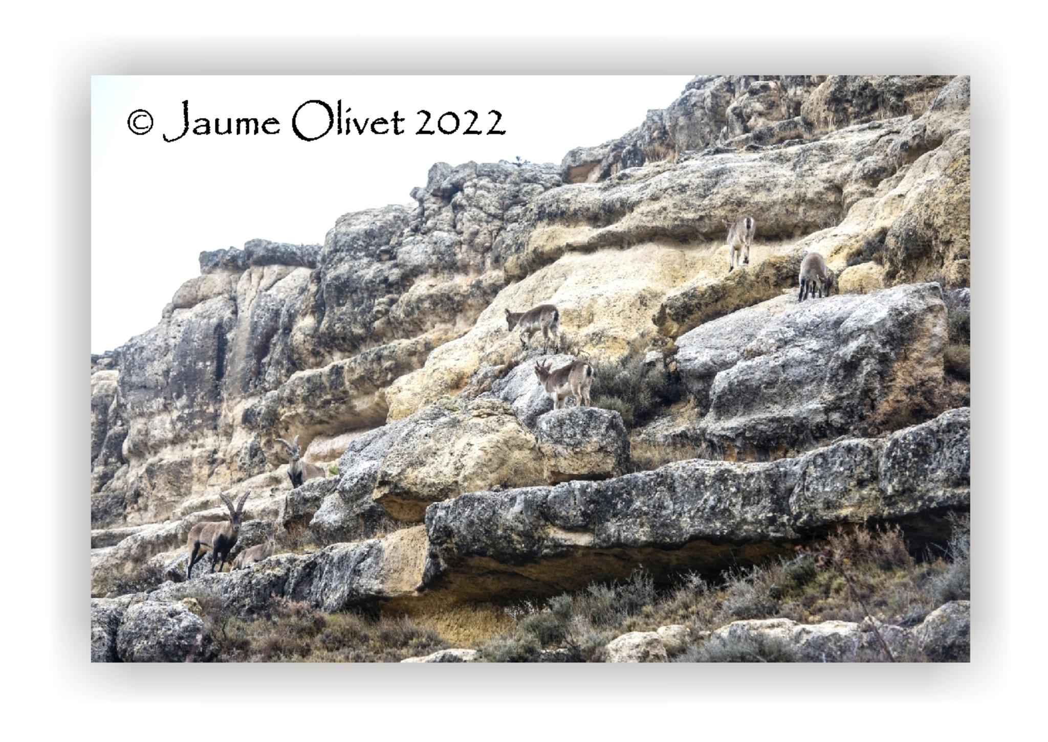  Jaume Olivet 2022