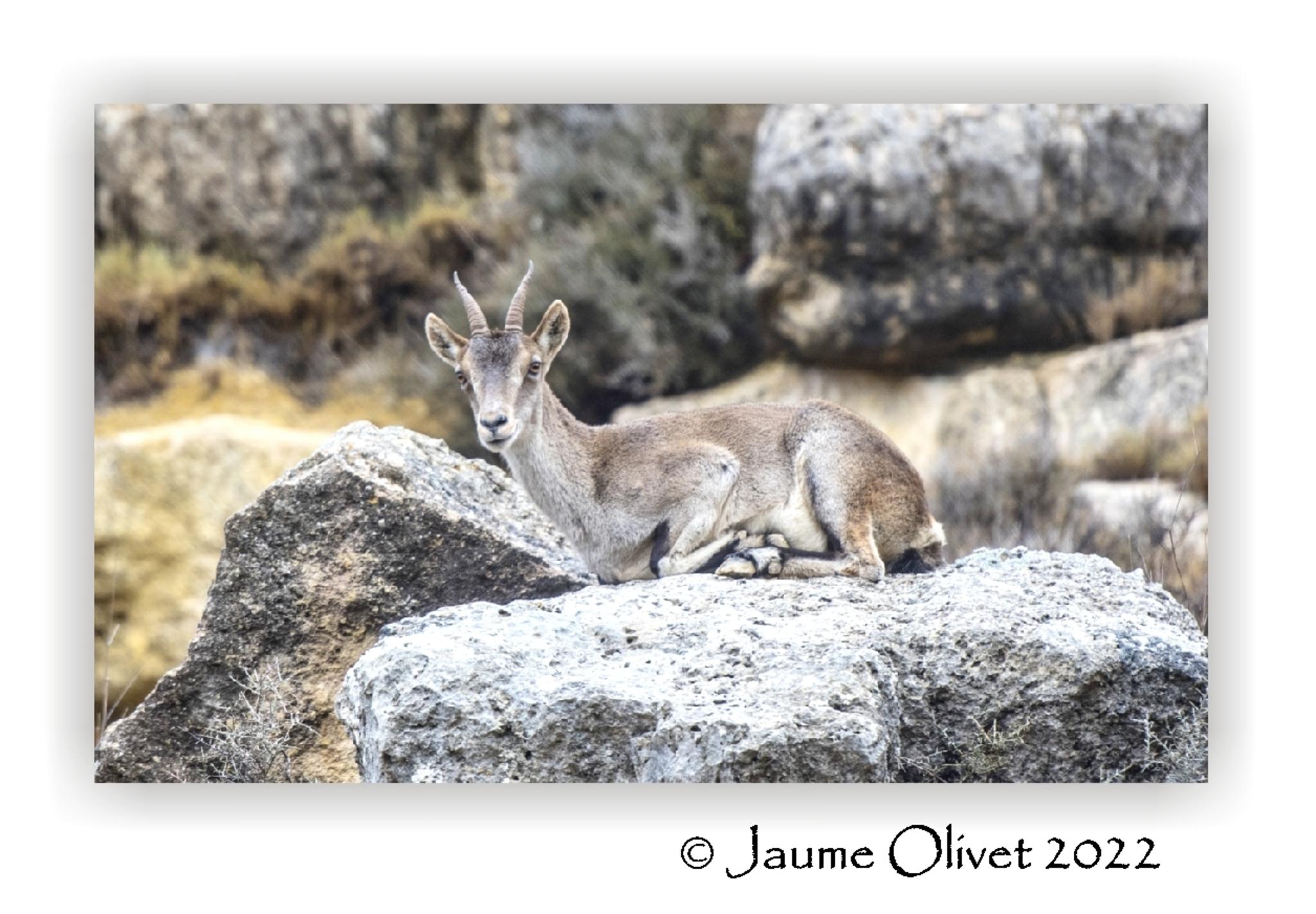  Jaume Olivet 2022
