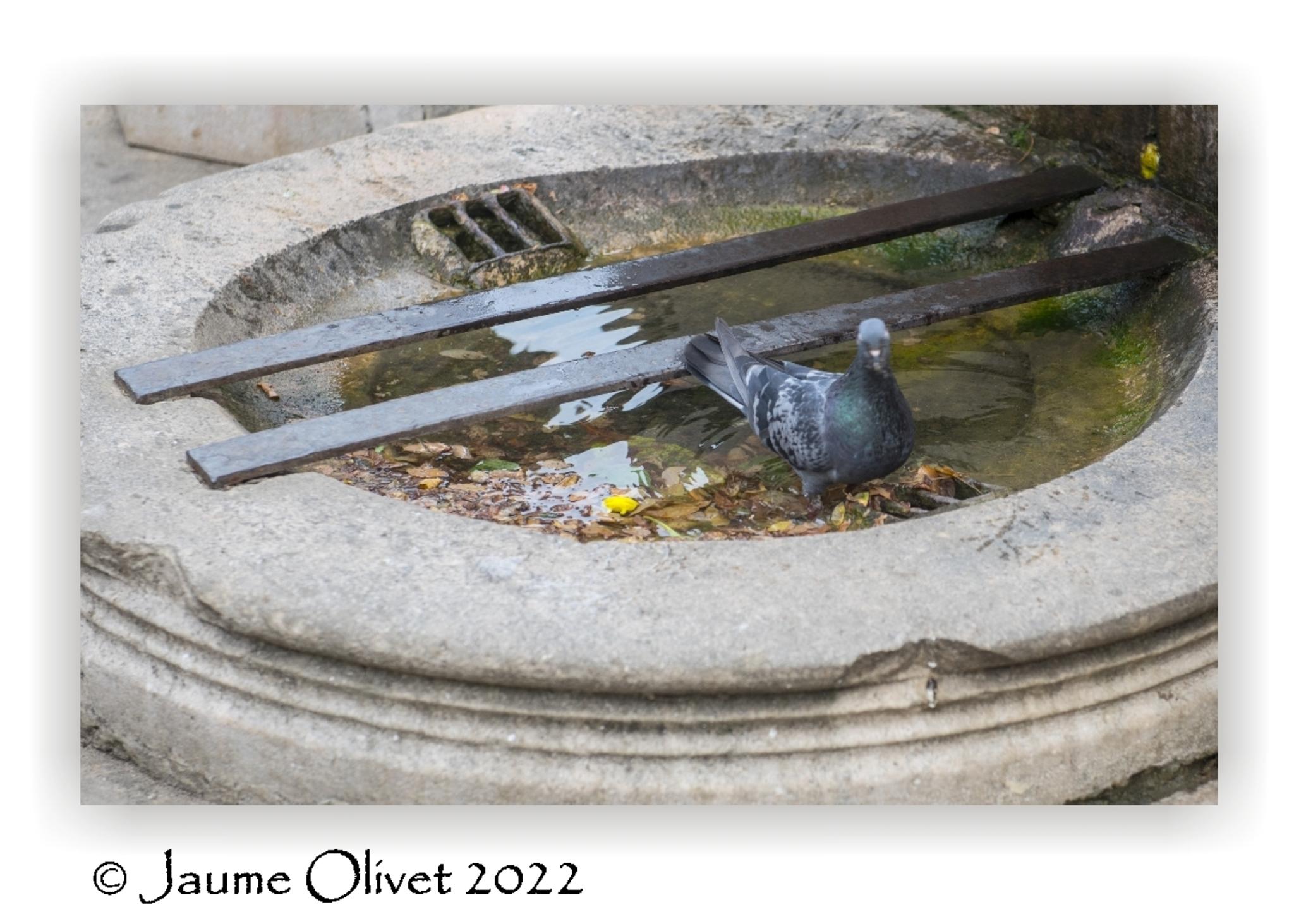  Jaume Olivet 2022