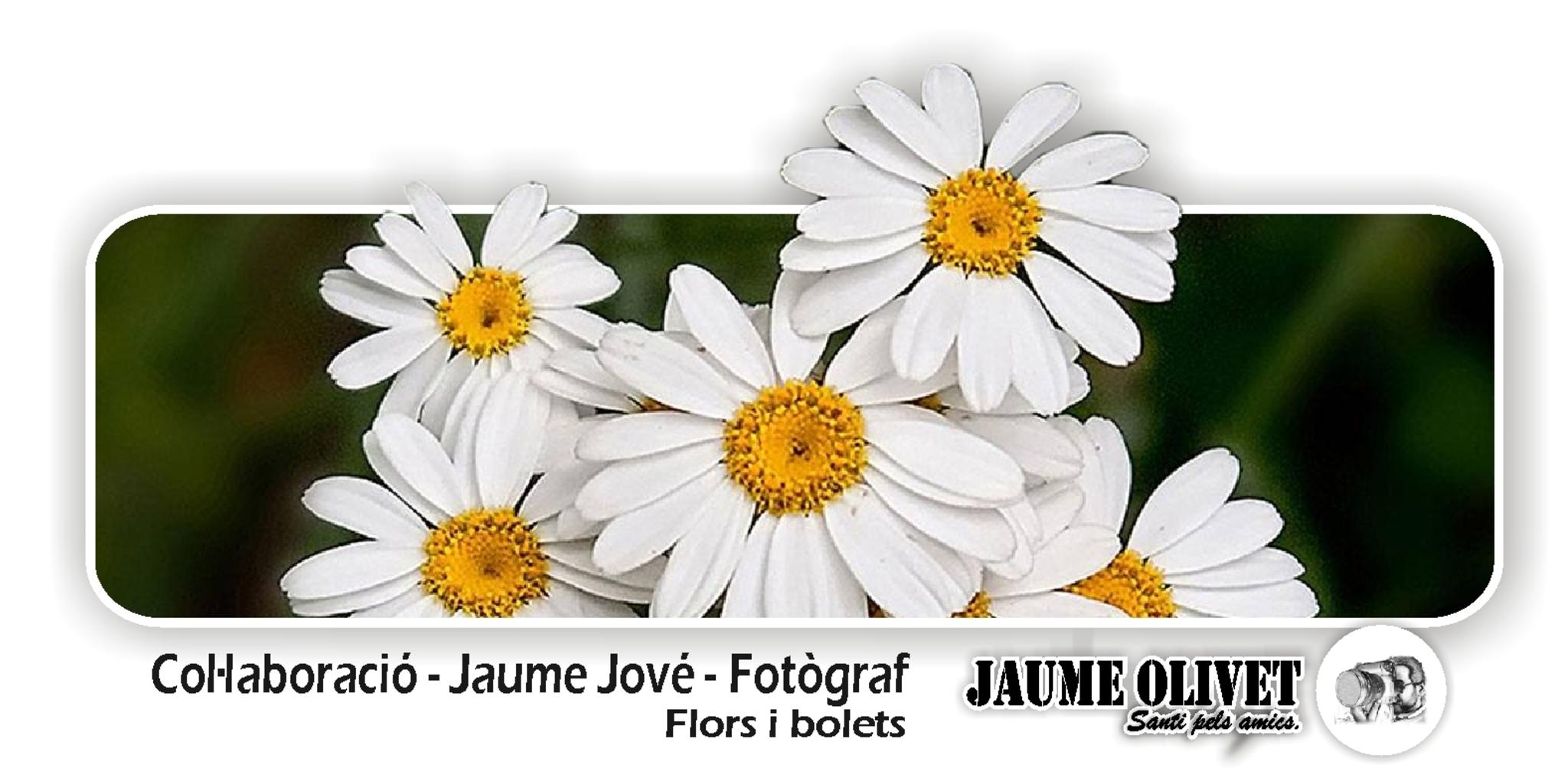  Jaume Jov 2022