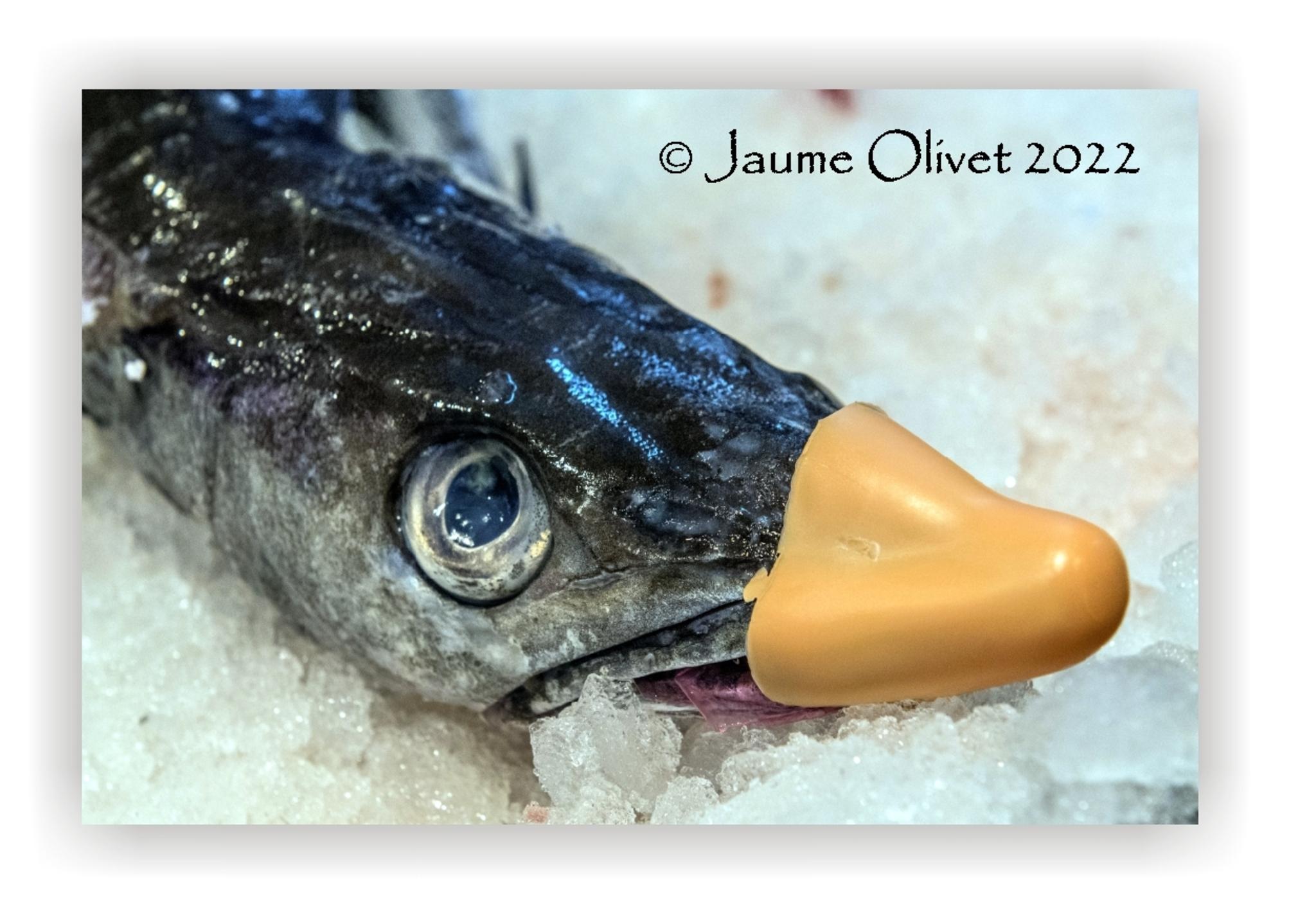 Jaume Olivet 2022