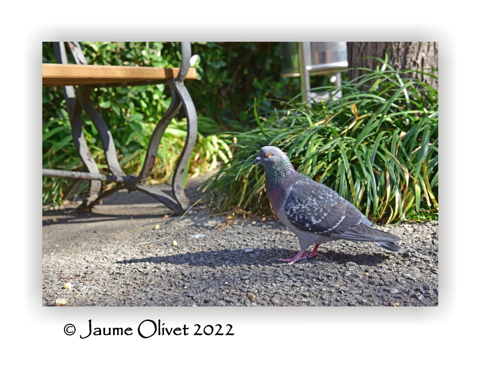  Jaume Olivet 2022