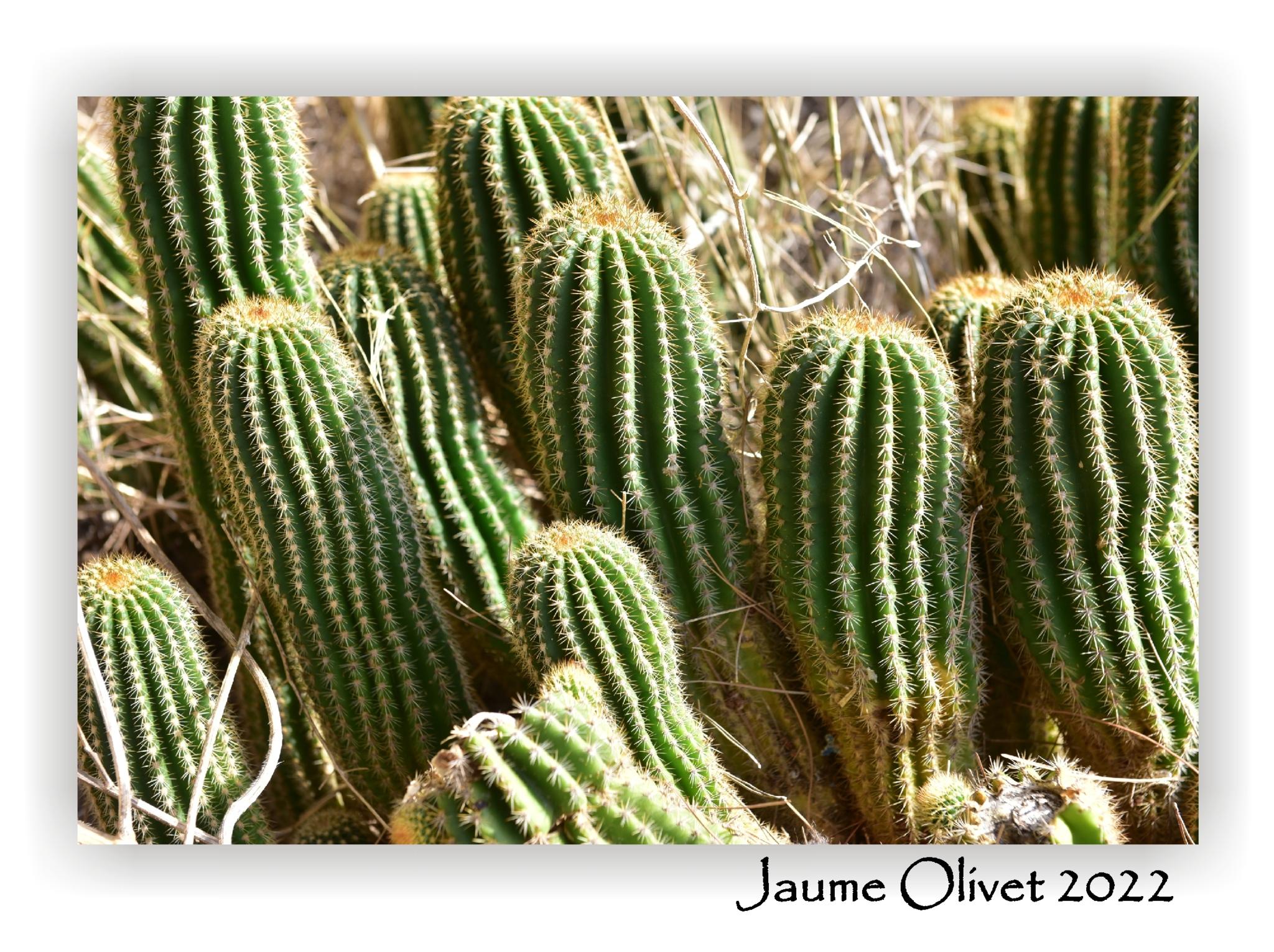  Jaume Olivet 2022