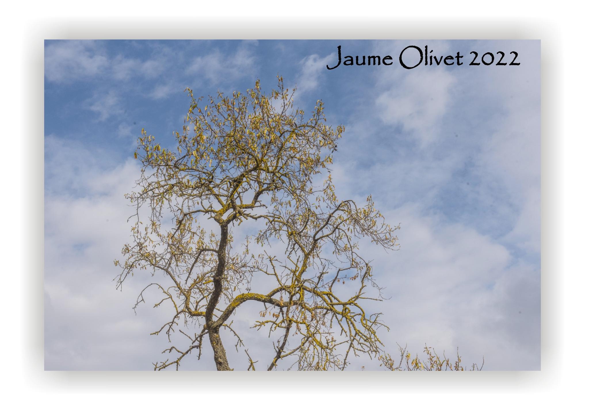  Jaume Olivet 2022