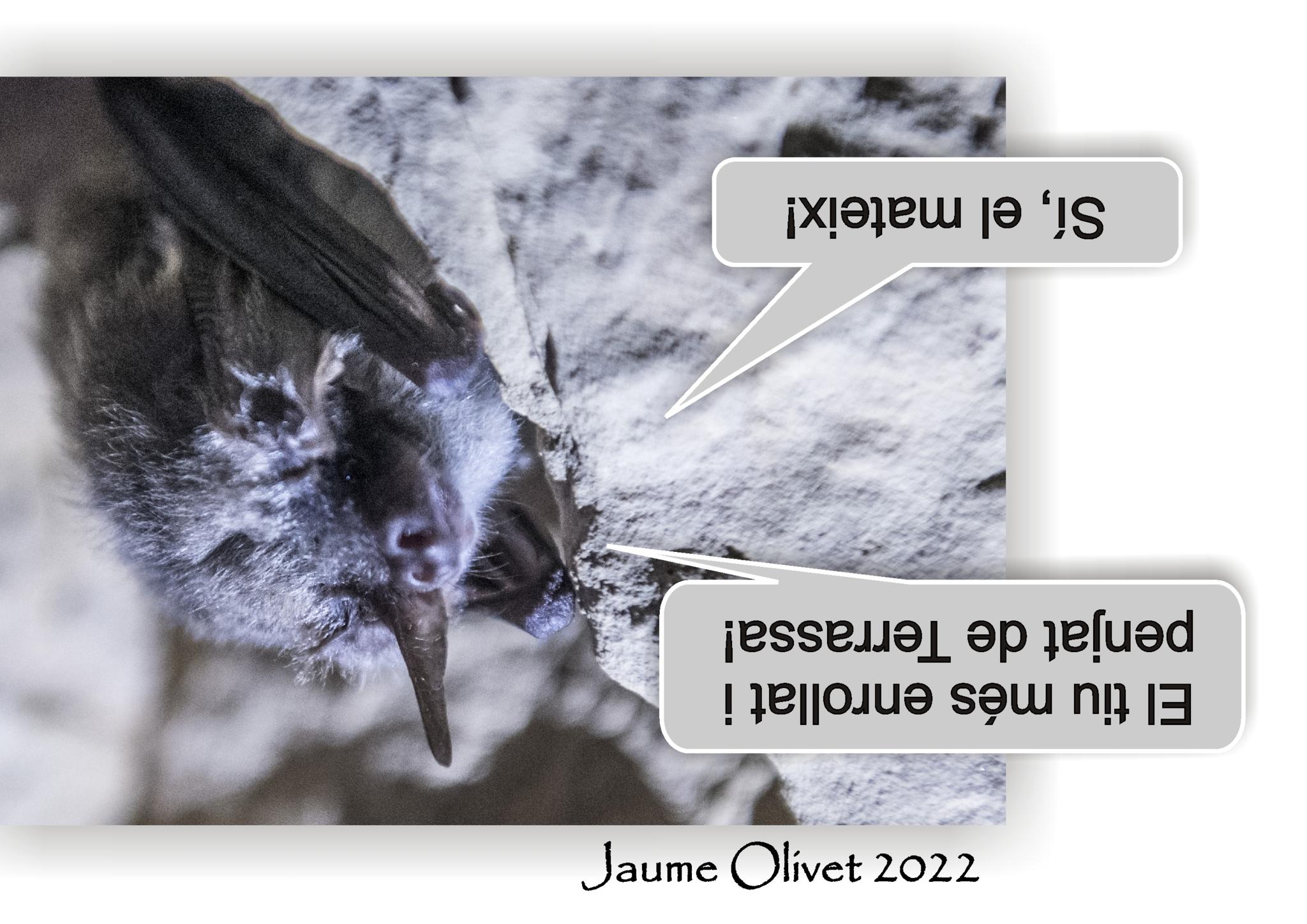  Jaume Olivet 2022