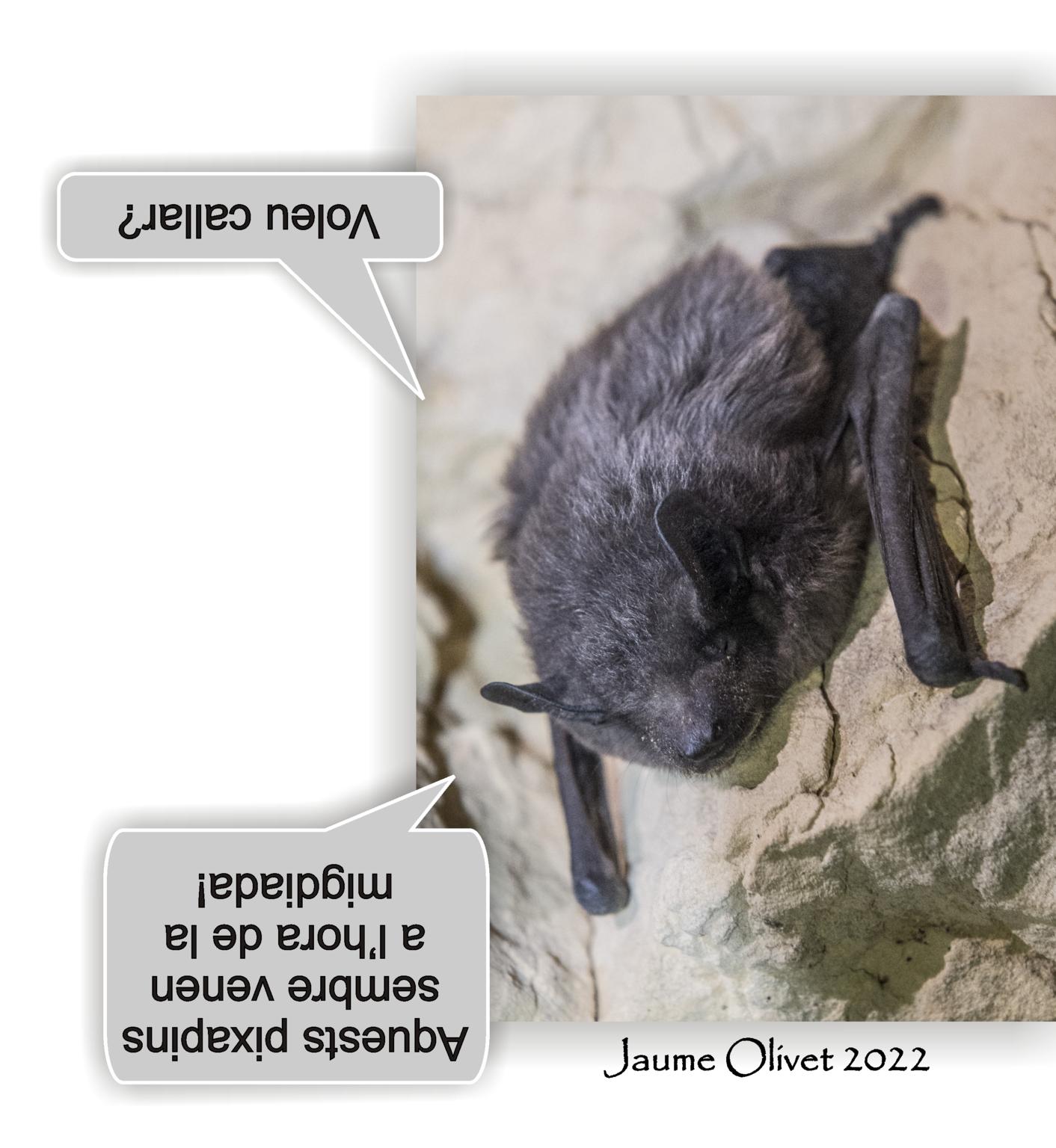  Jaume Olivet 2022