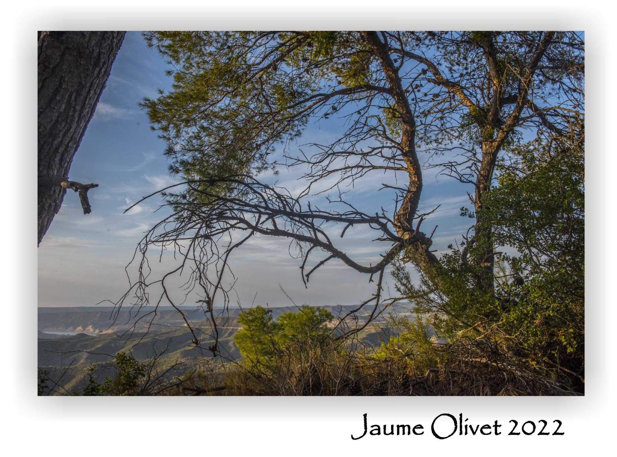  Jaume Olivet 2022