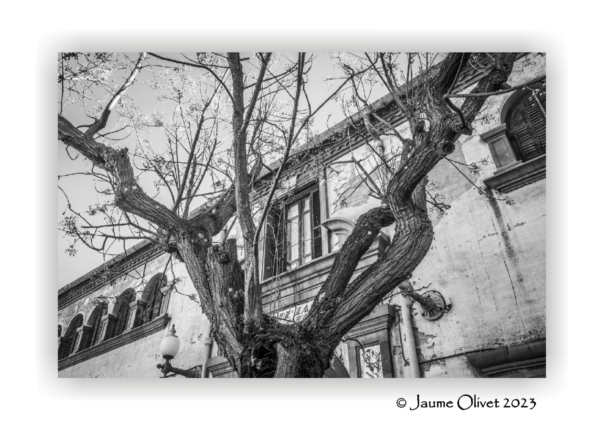  Jaume Olivet 2023