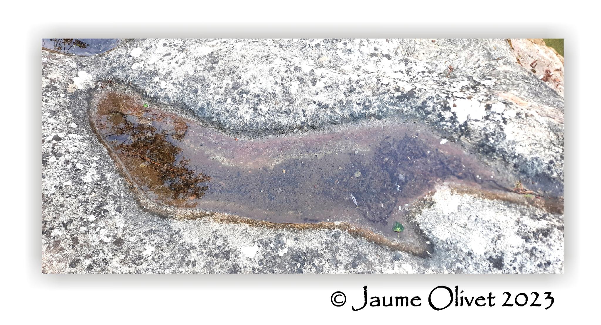  Jaume Olivet 2023