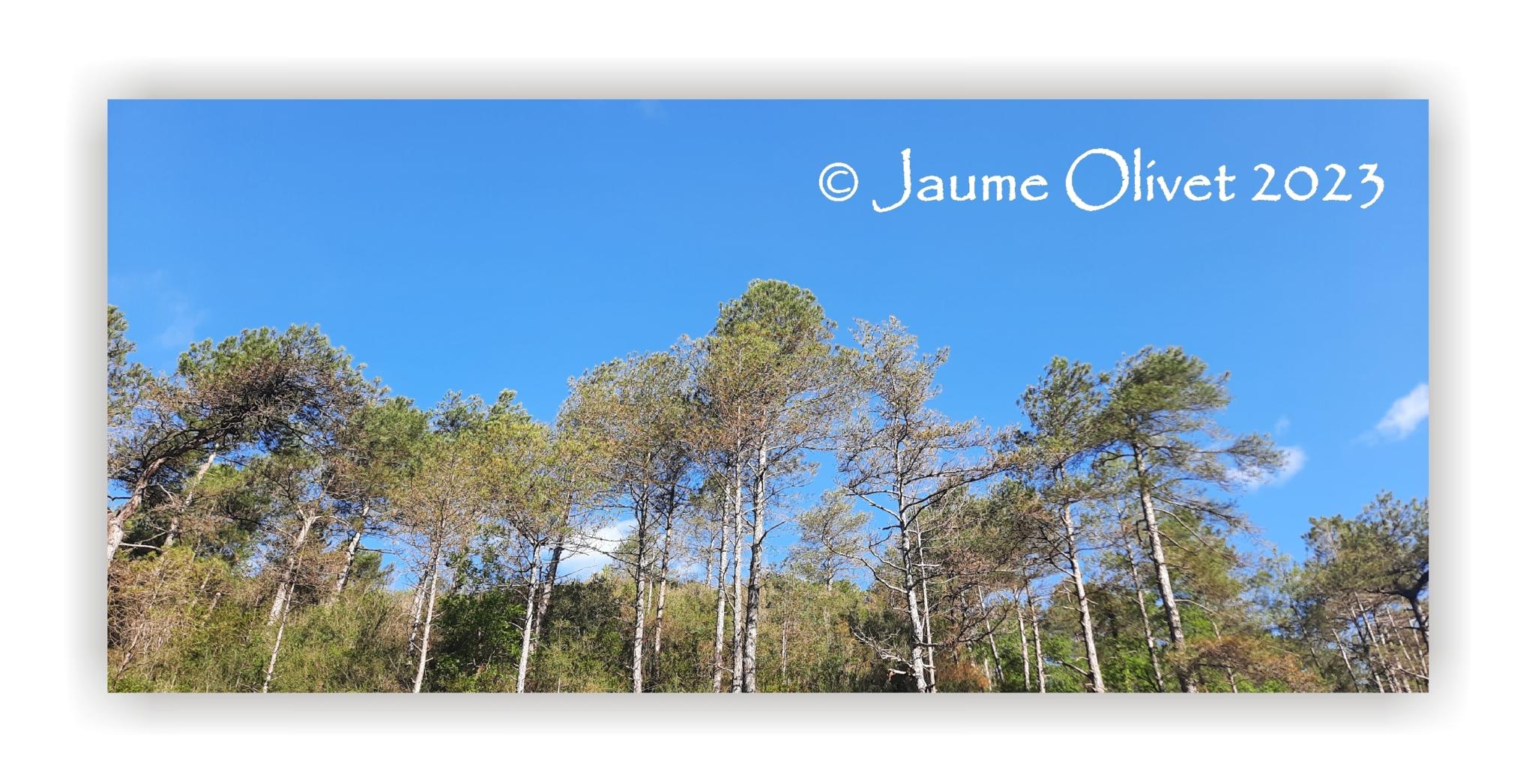  Jaume Olivet 2023