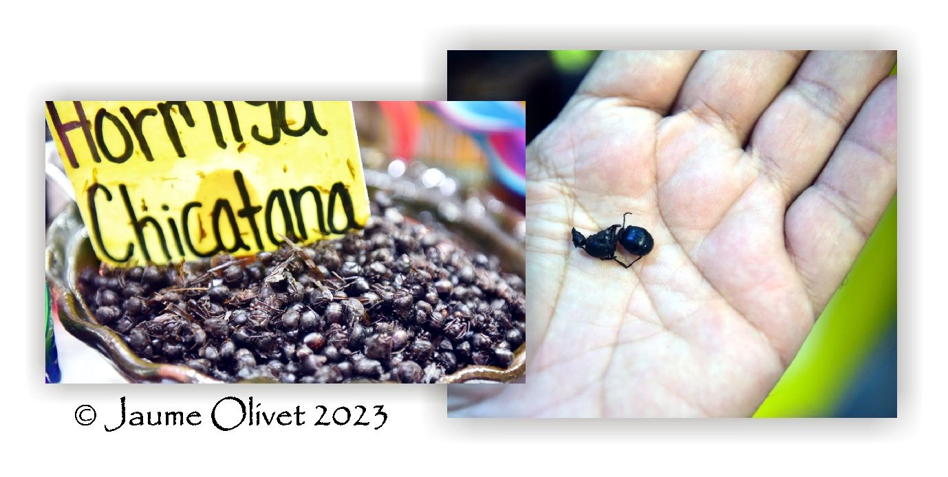  Jaume Olivet 2023