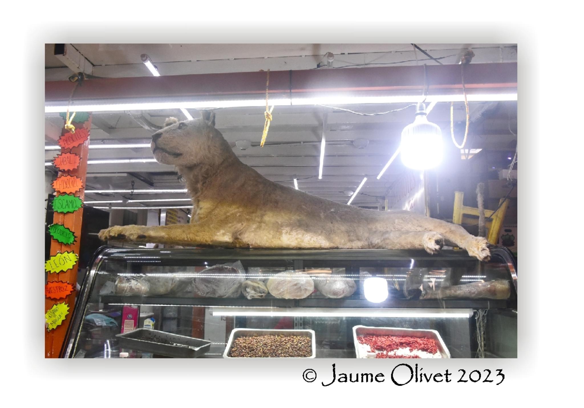  Jaume Olivet 2023