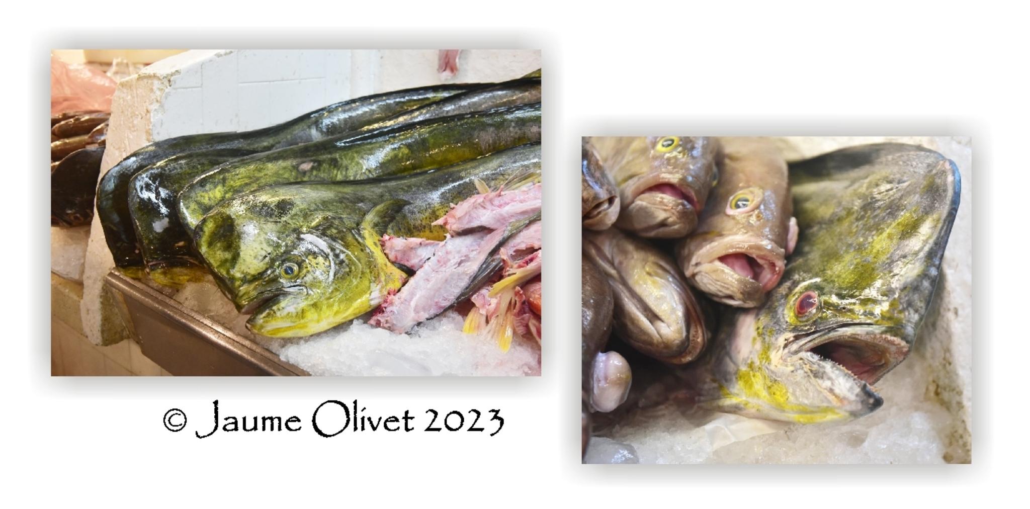 Jaume Olivet 2023