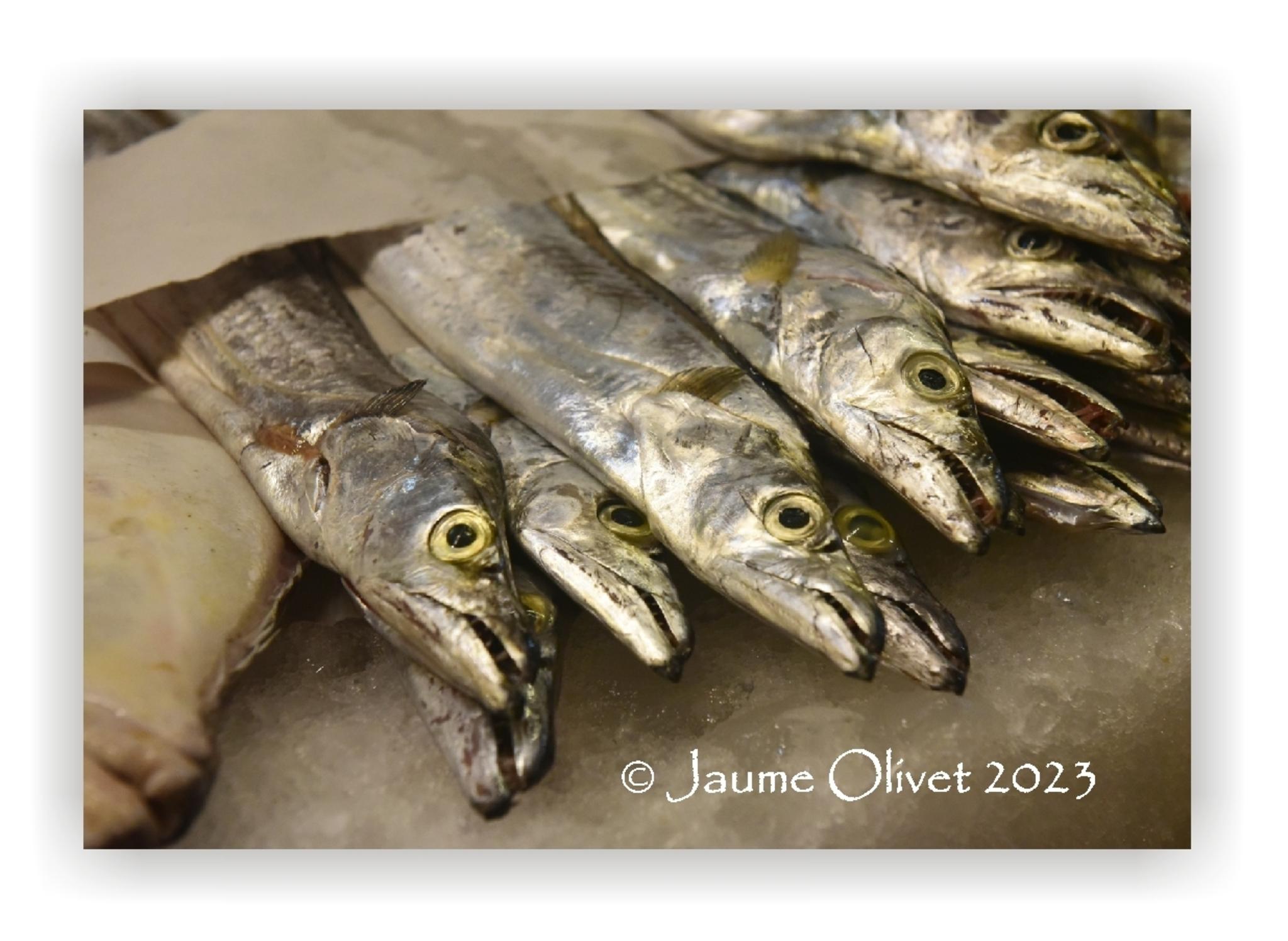  Jaume Olivet 2023