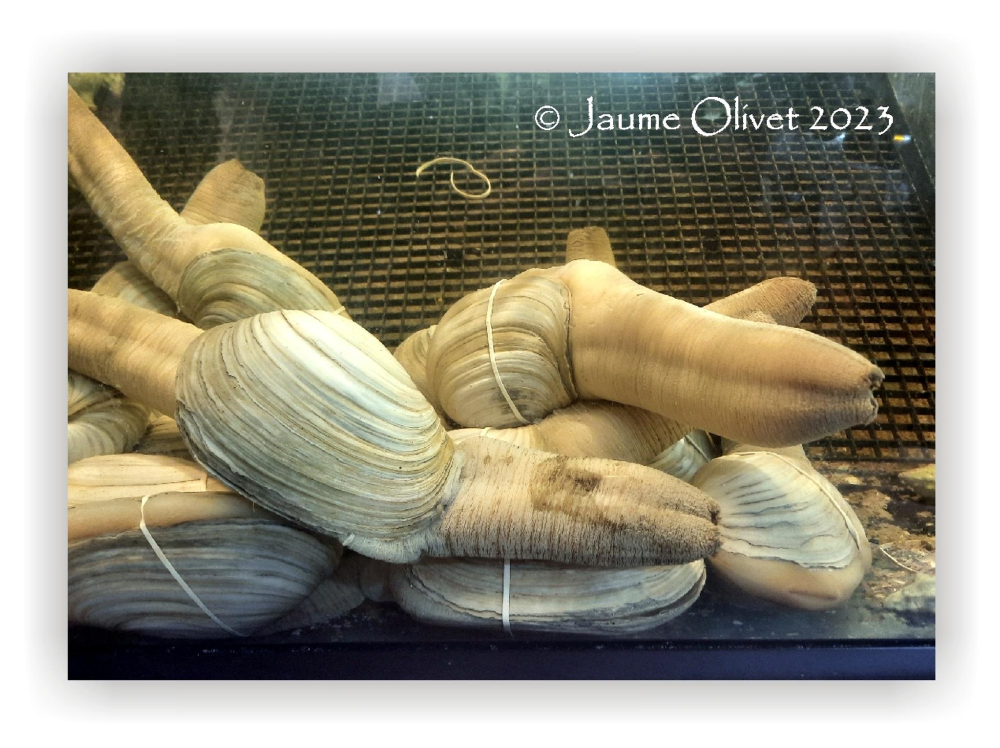  Jaume Olivet 2023