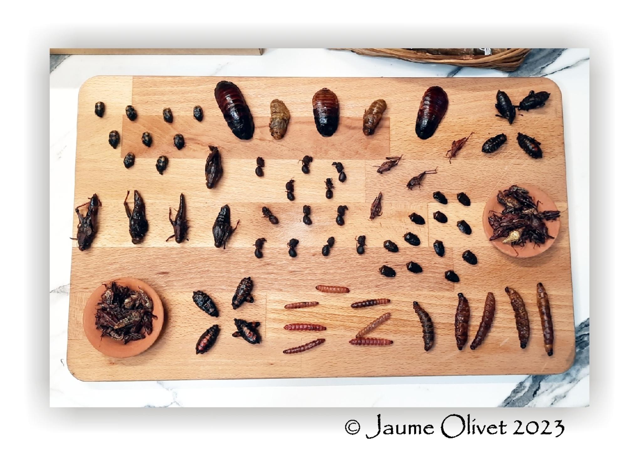  Jaume Olivet 2023