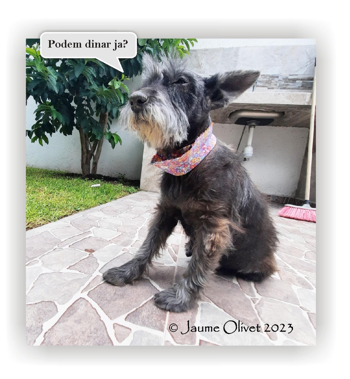  Jaume Olivet 2023