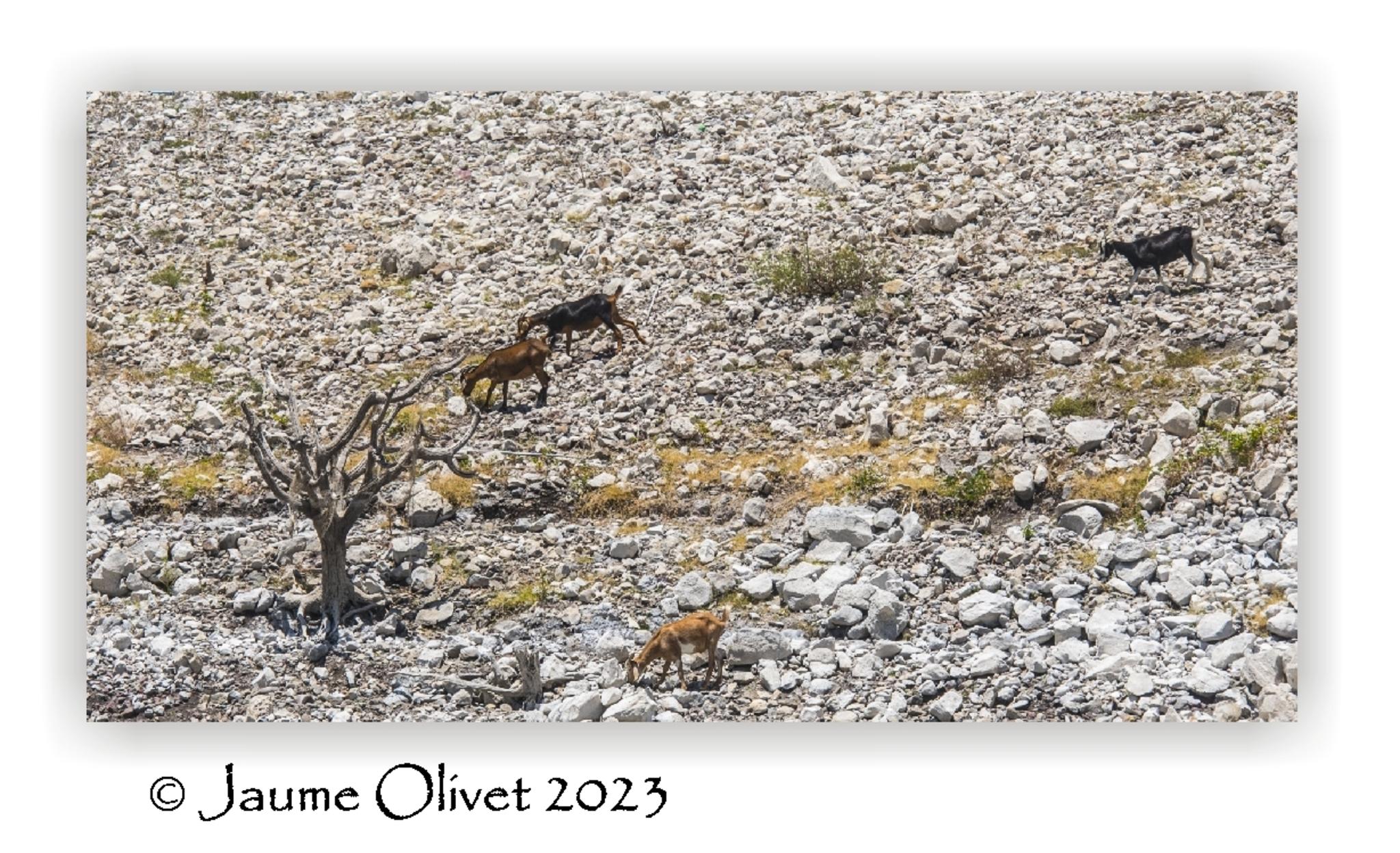  Jaume Olivet 2023
