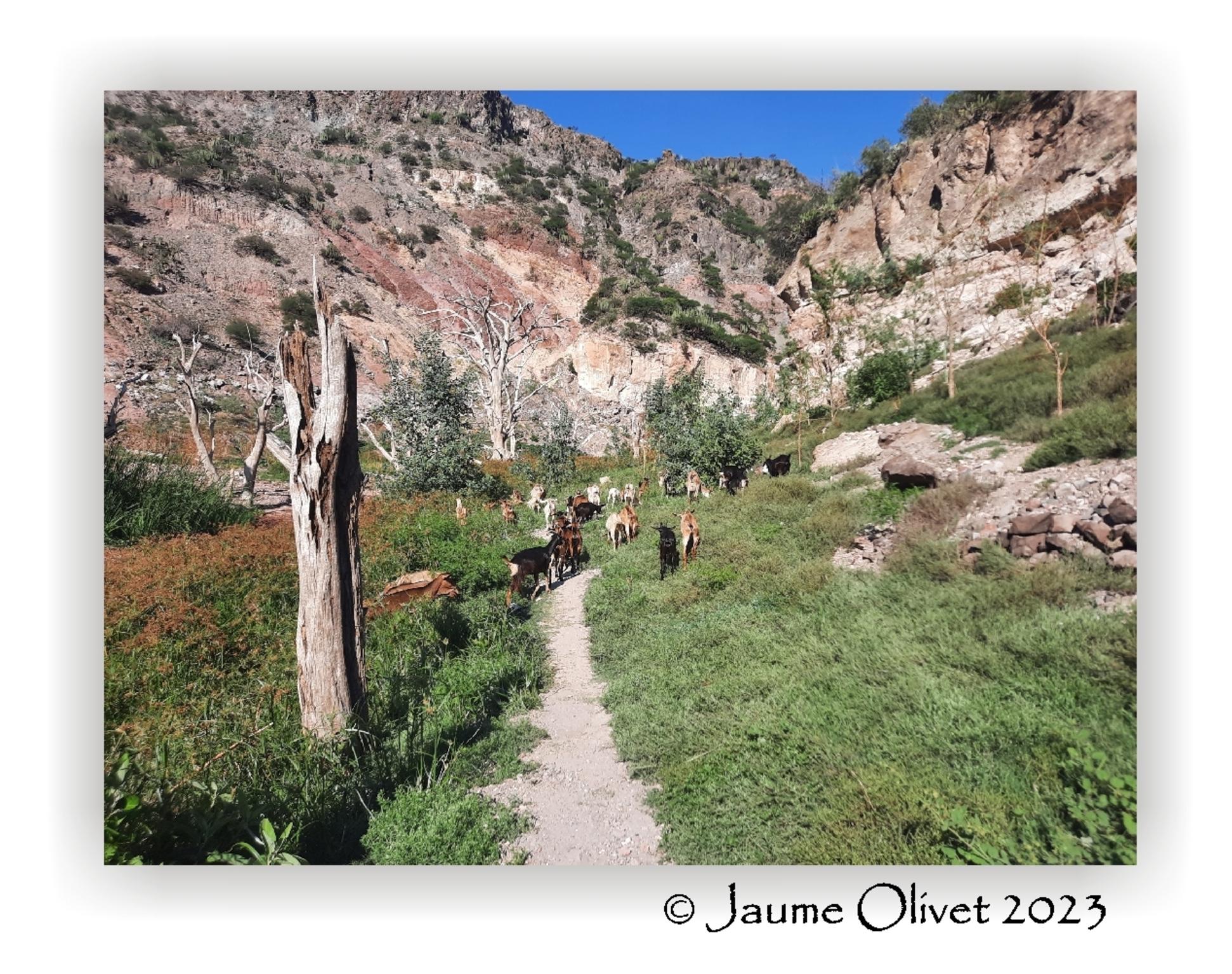  Jaume Olivet 2023