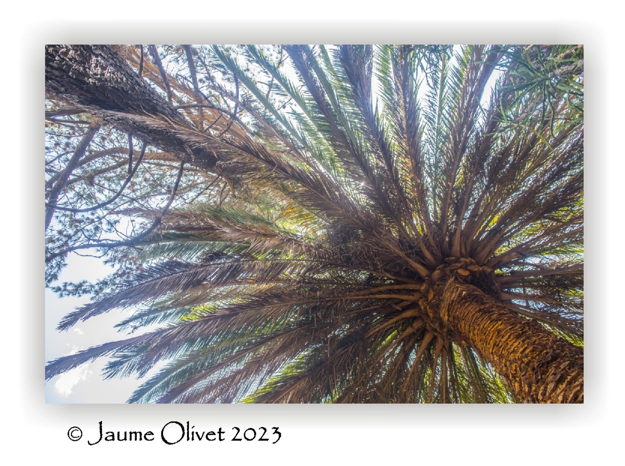  Jaume Olivet 2023