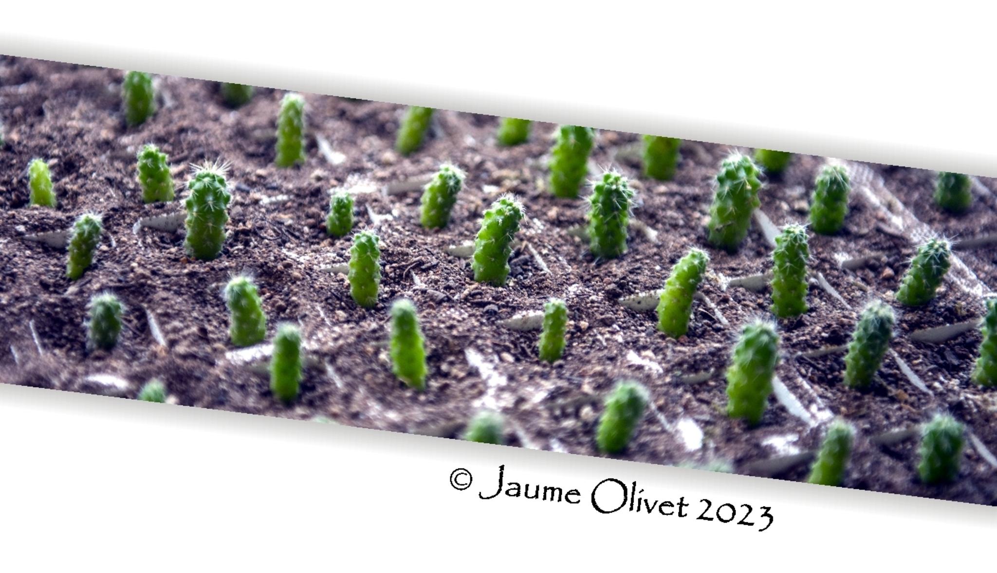  Jaume Olivet 2023