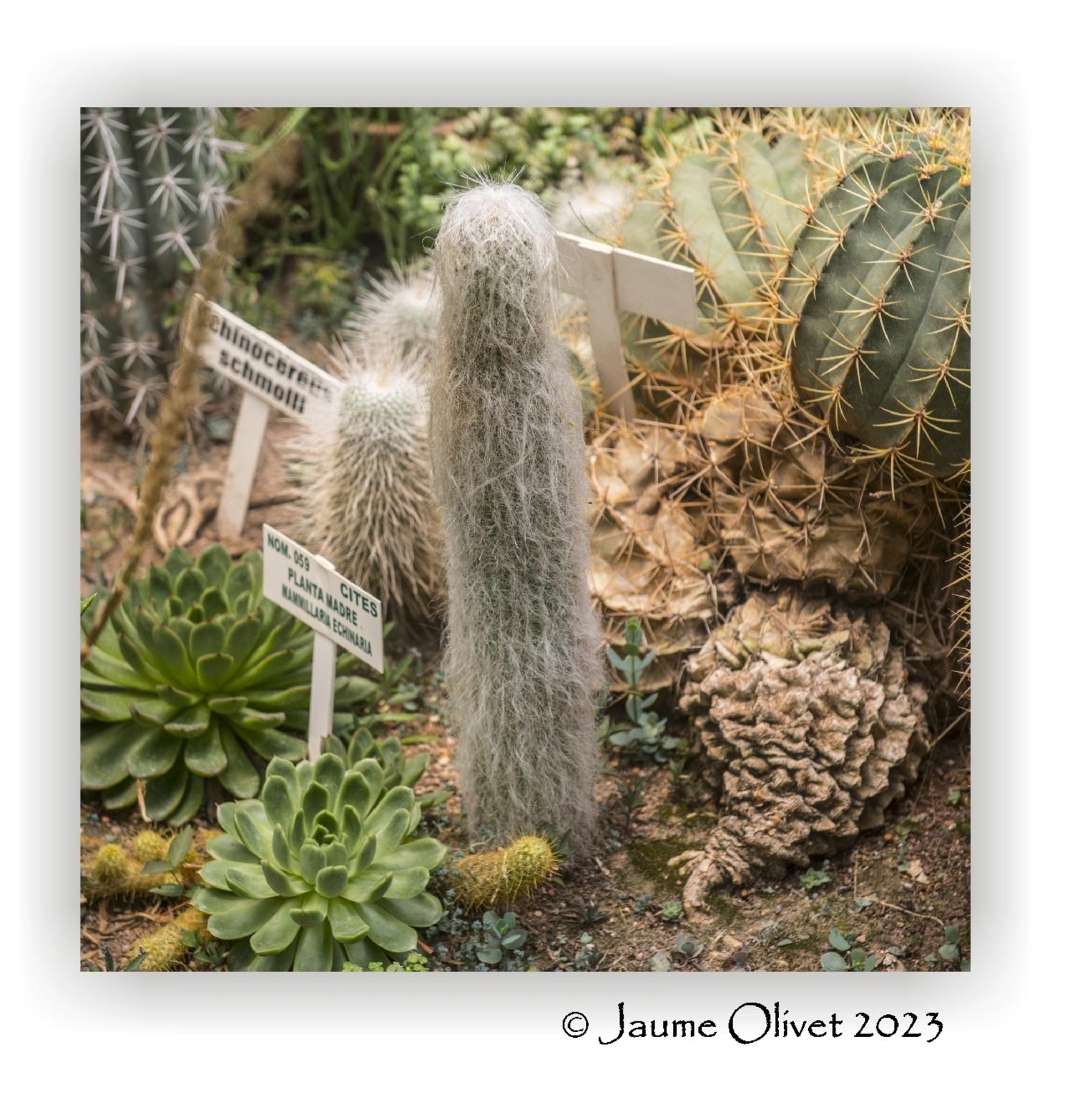  Jaume Olivet 2023