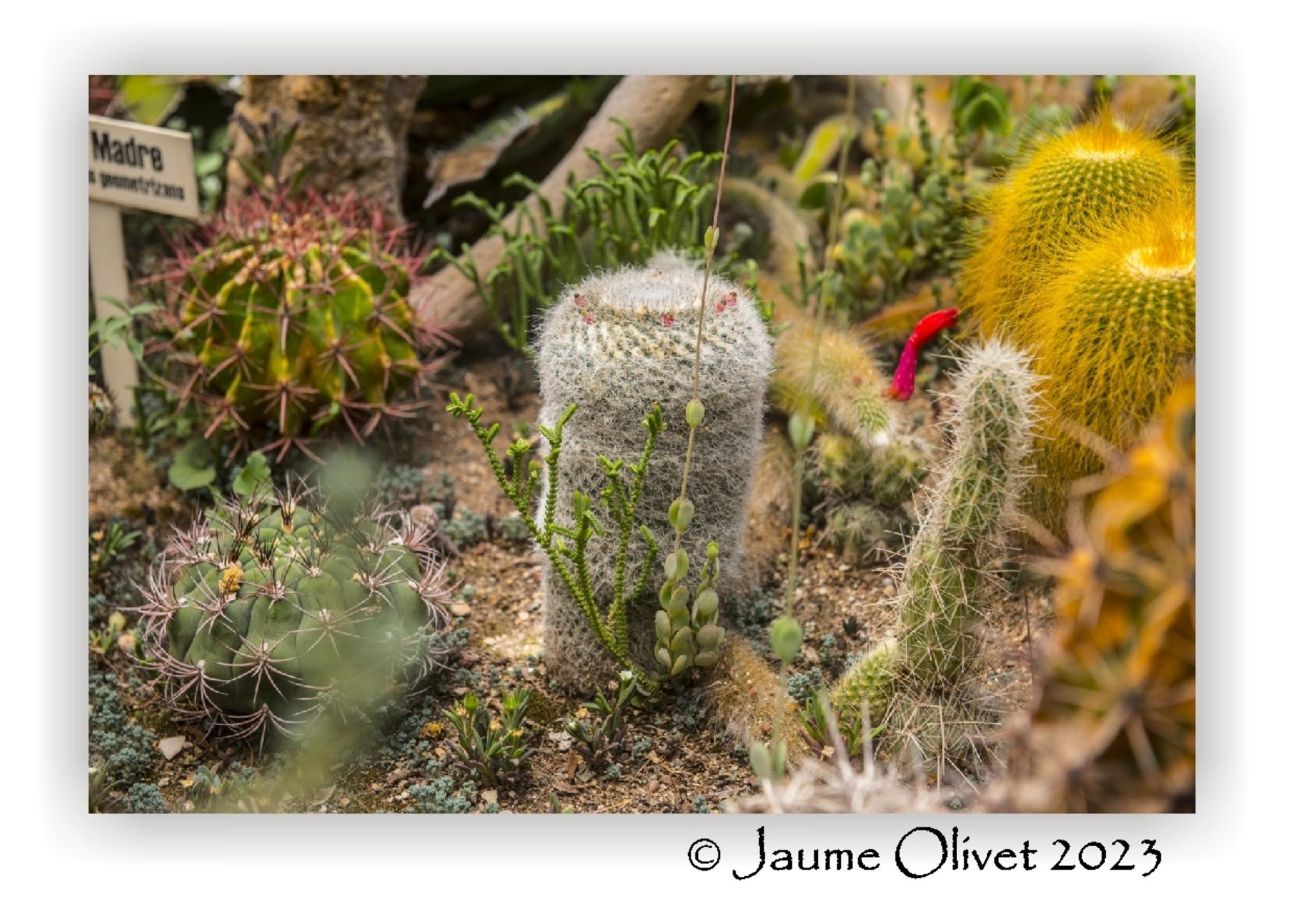  Jaume Olivet 2023