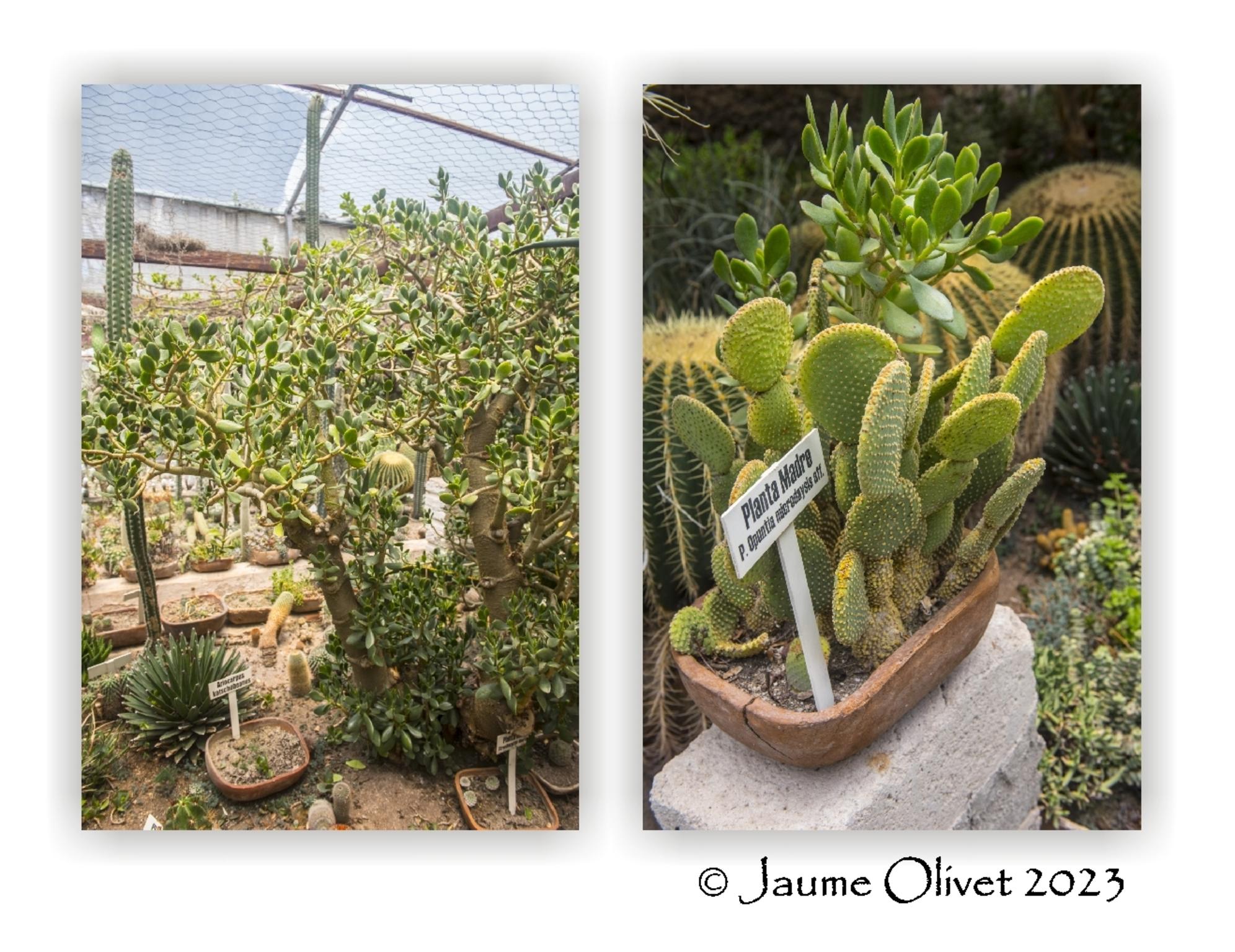  Jaume Olivet 2023