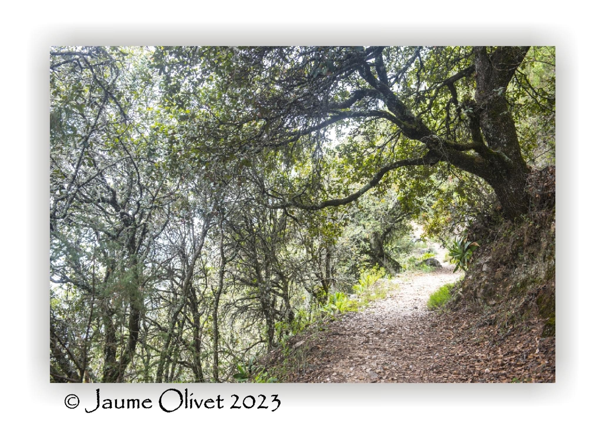  Jaume Olivet 2023