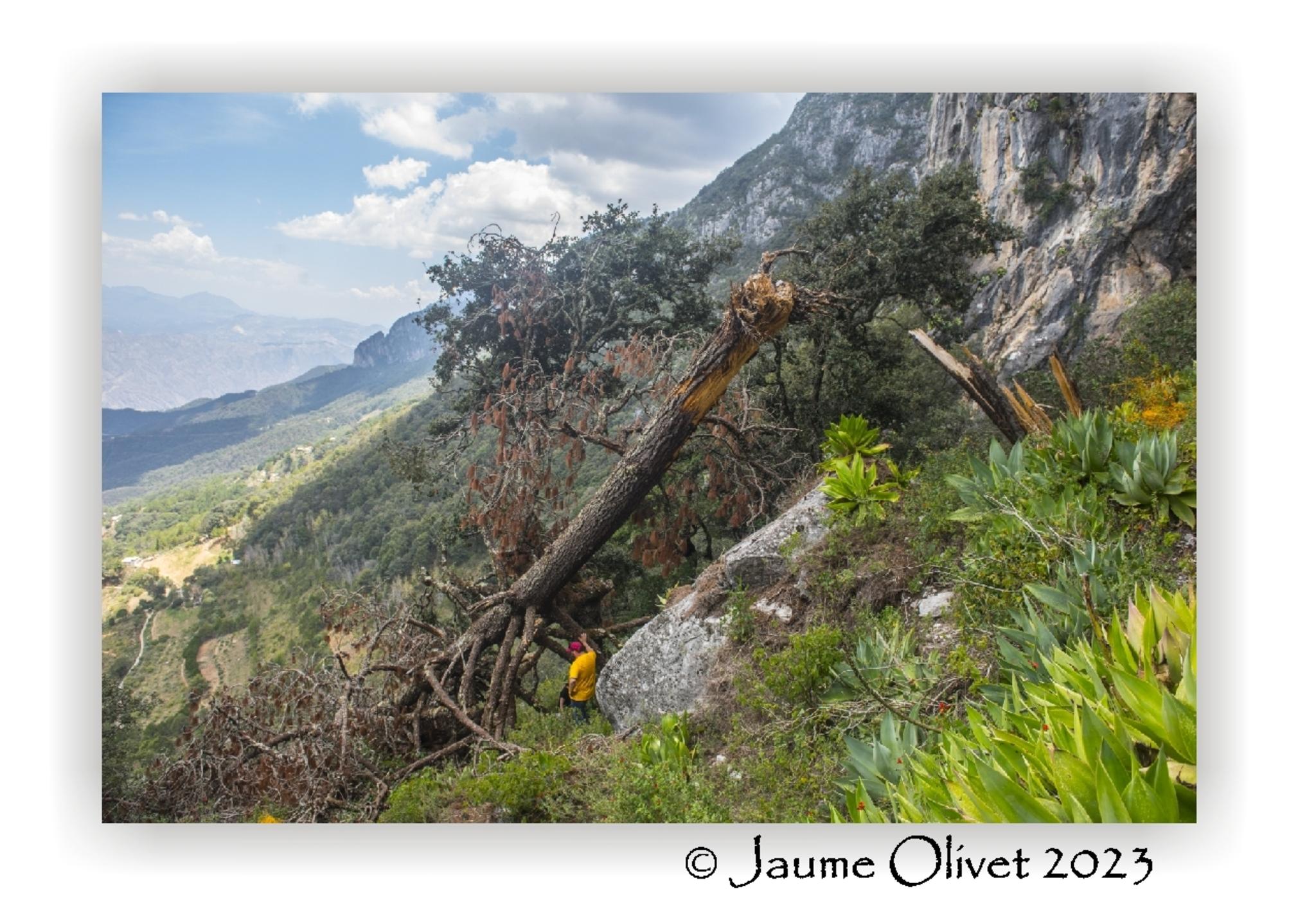  Jaume Olivet 2023