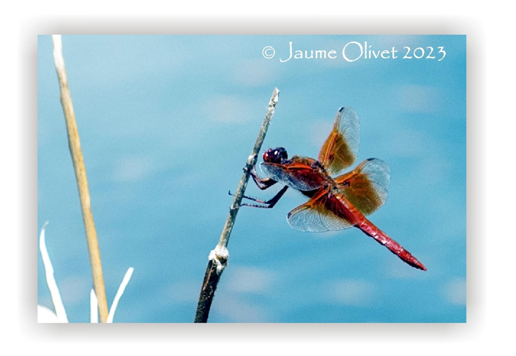  Jaume Olivet 2023